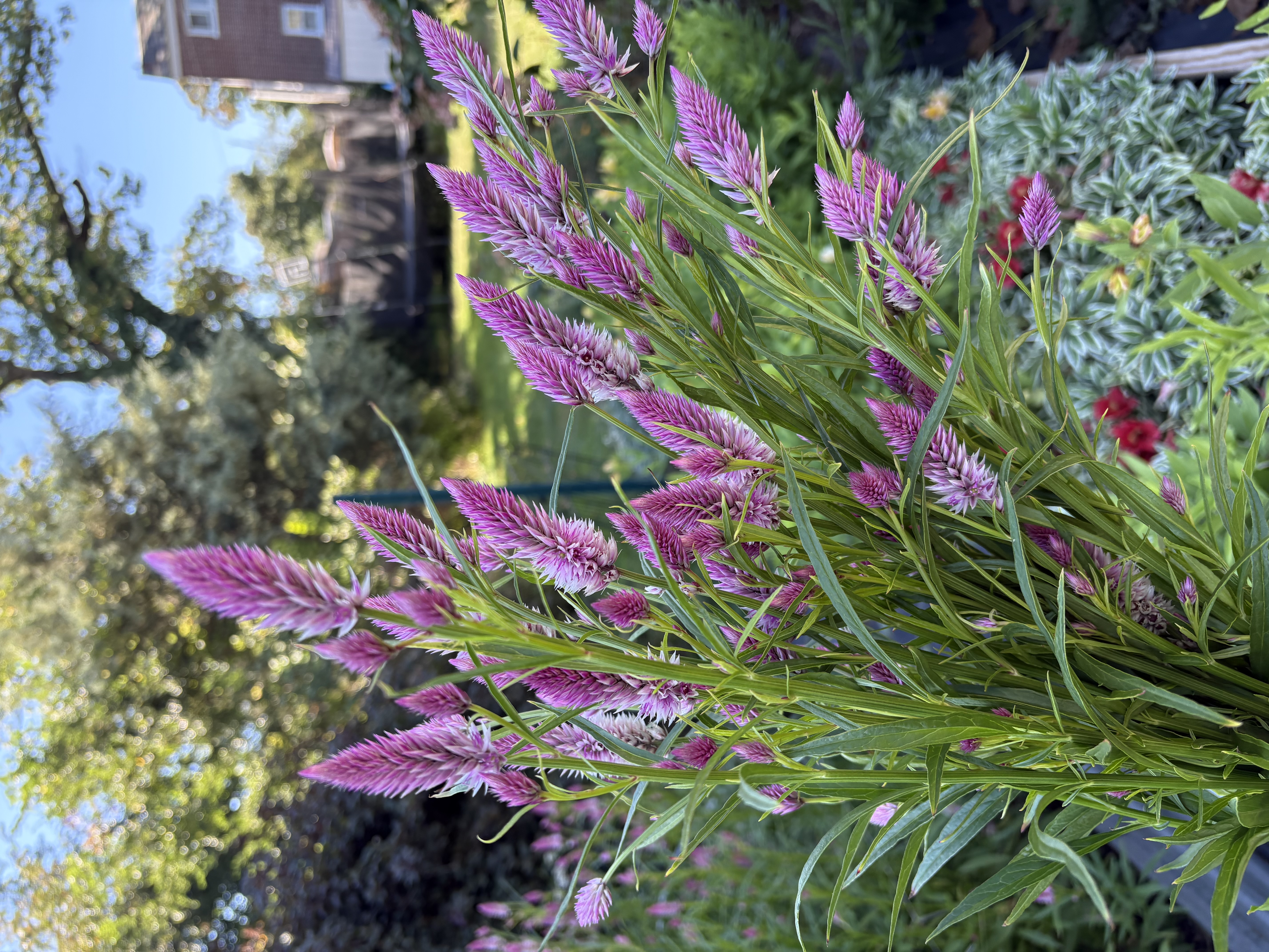 CELOSIA argentea spicata Flamingo Feather