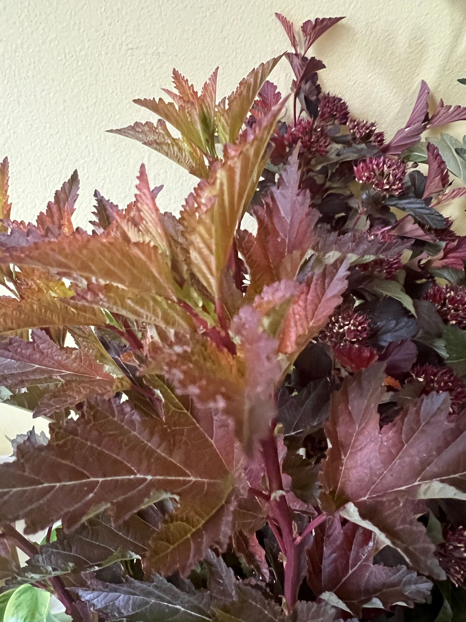 PHYSOCARPUS opulifolius COPPERTINA