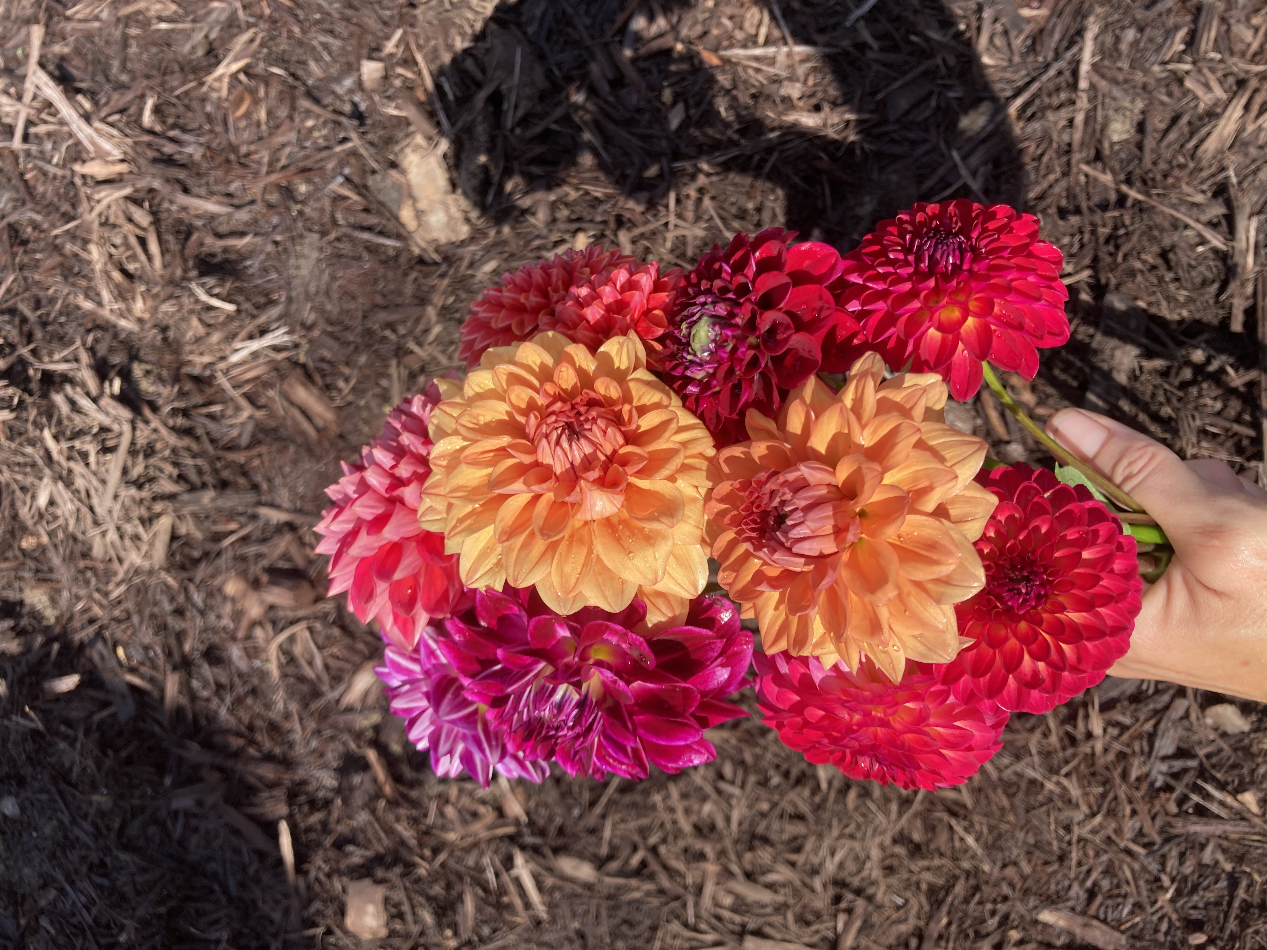 DAHLIA