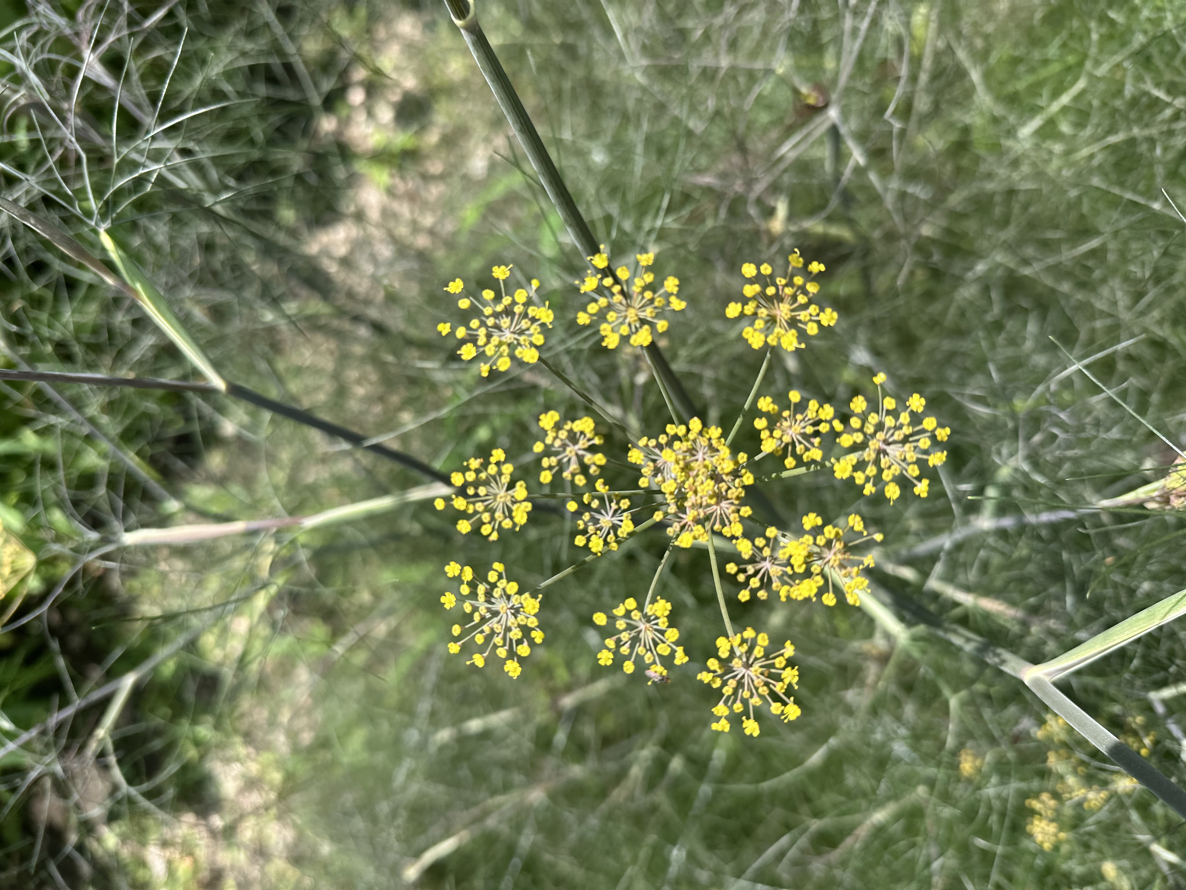 FOENICULUM vulgare