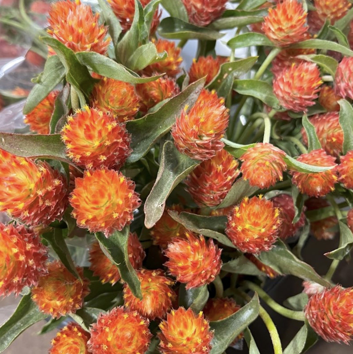 GOMPHRENA globosa