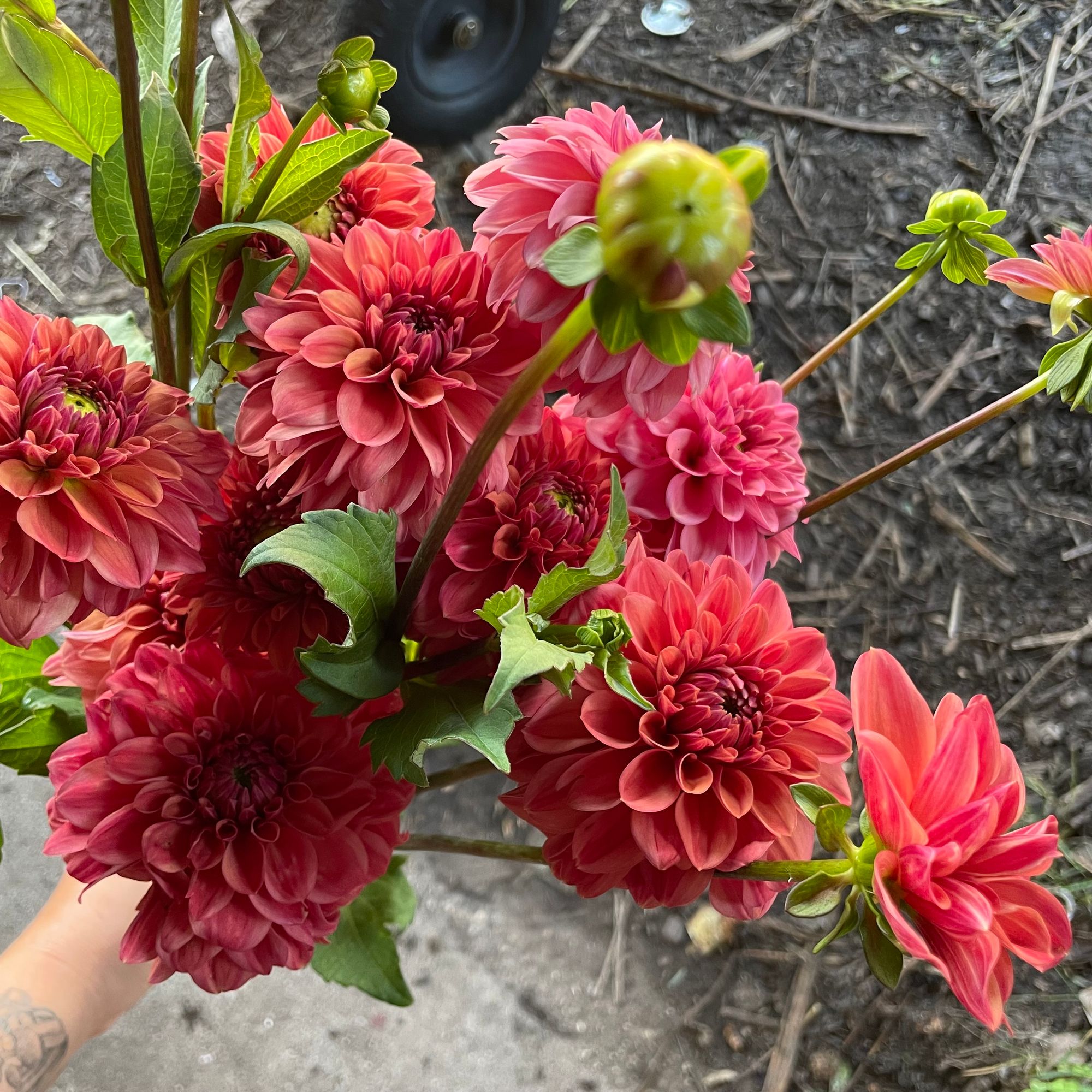 DAHLIA