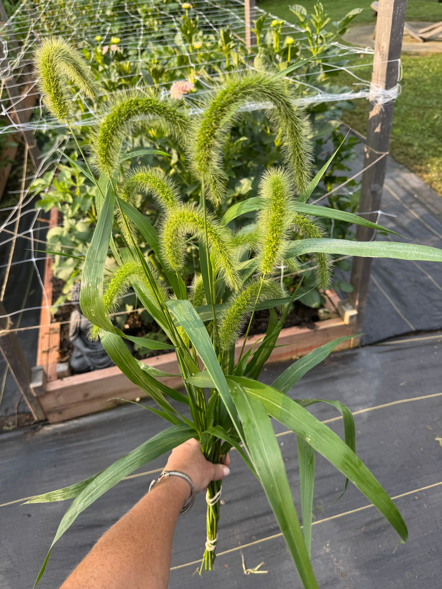 SETARIA viridis