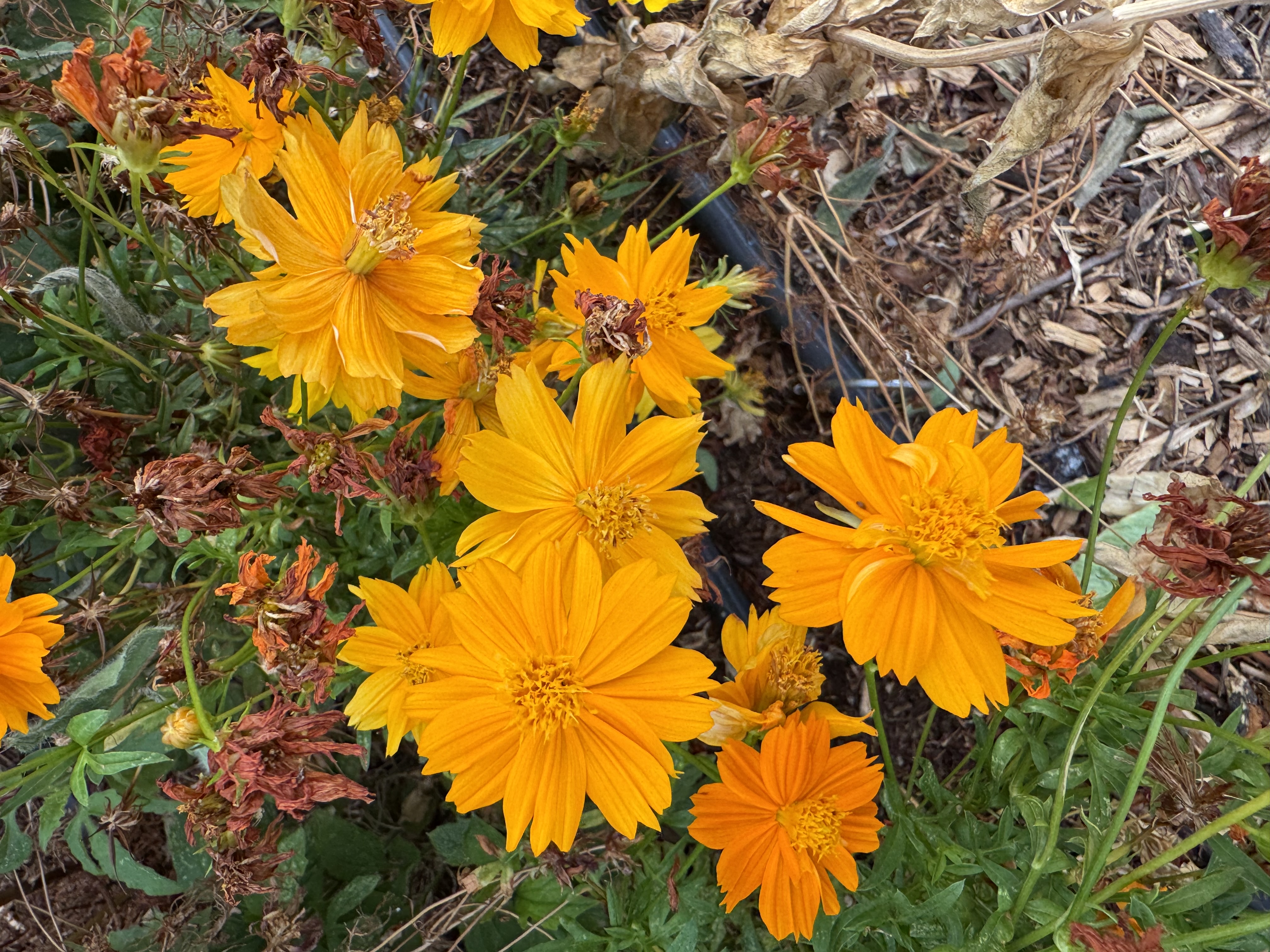 COSMOS sulphureus
