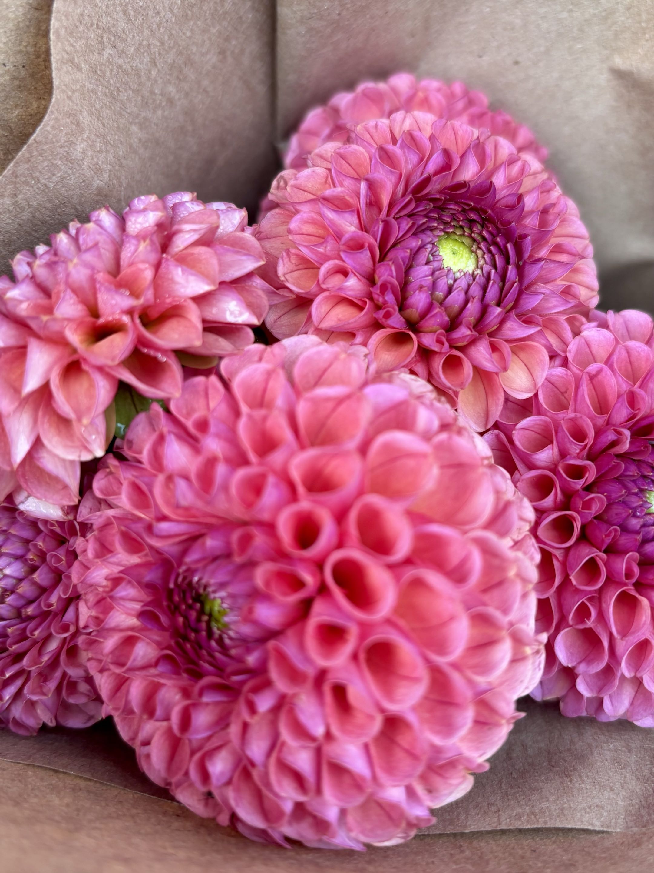 DAHLIA KA Keltie Rose