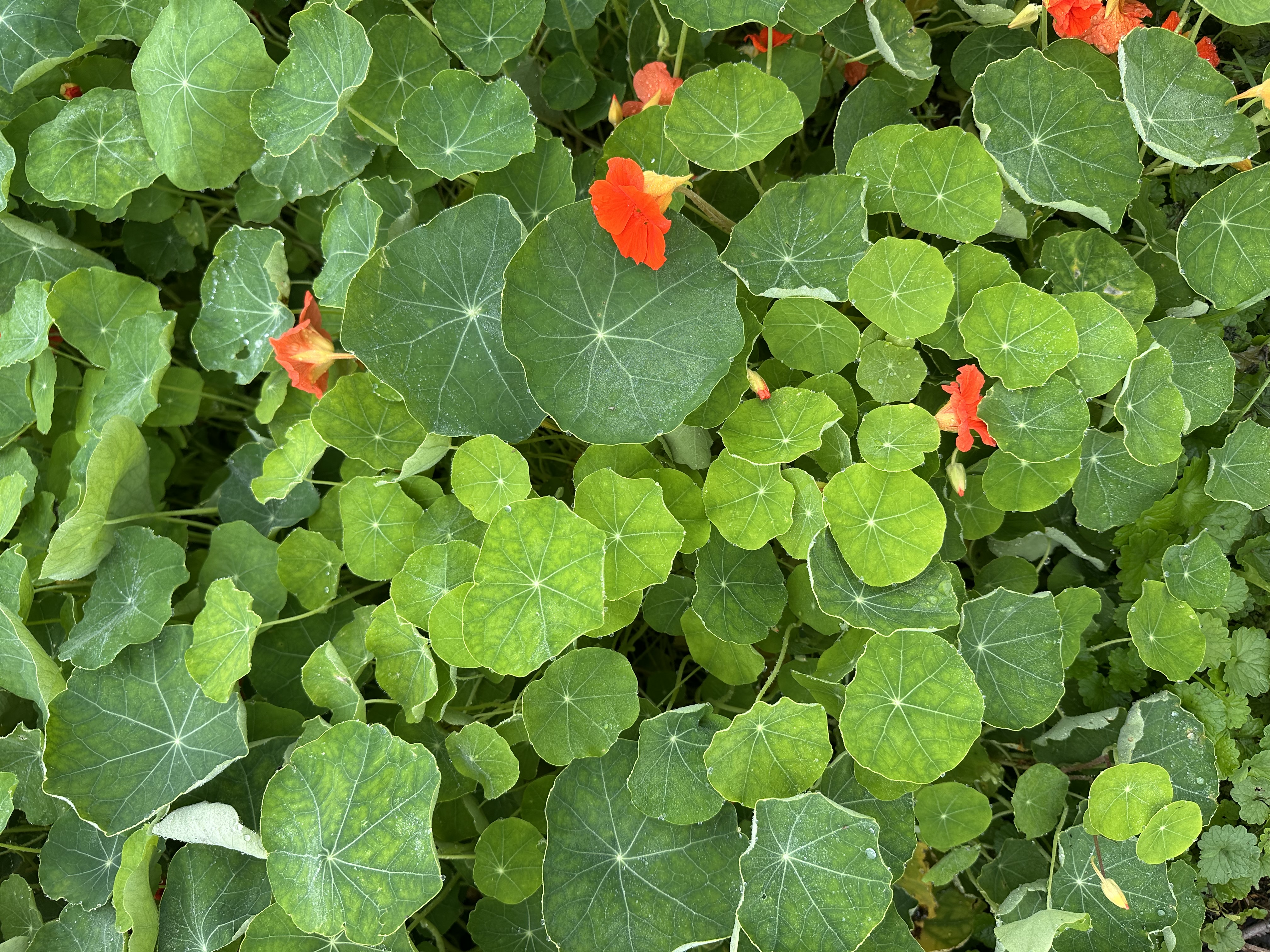 TROPAEOLUM majus Alaska
