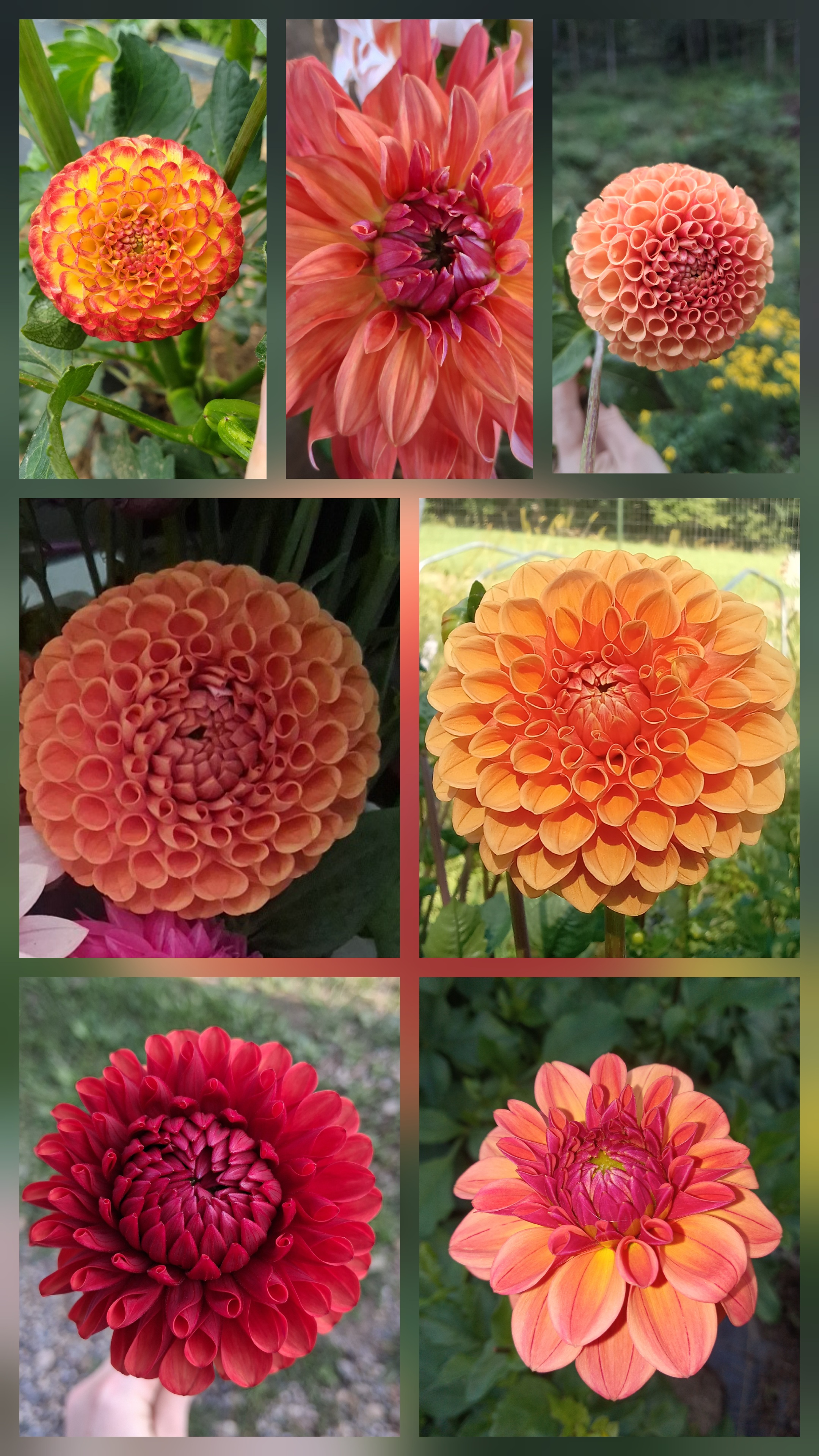 Mixed Orange Dahlia Bucket