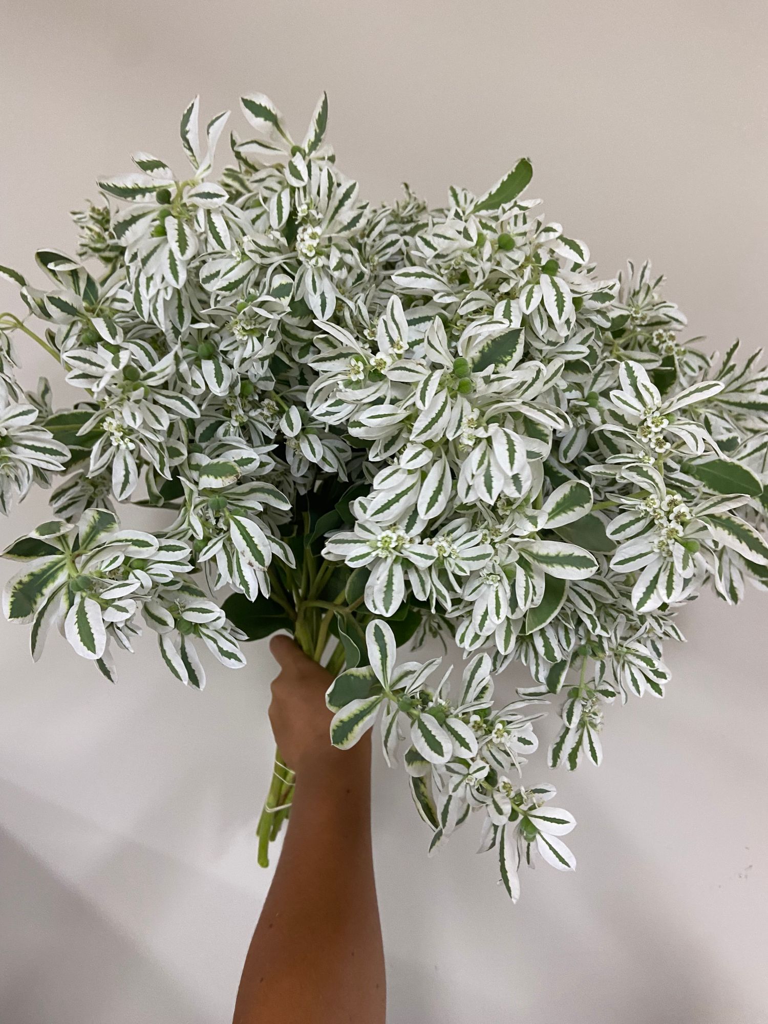 EUPHORBIA characias