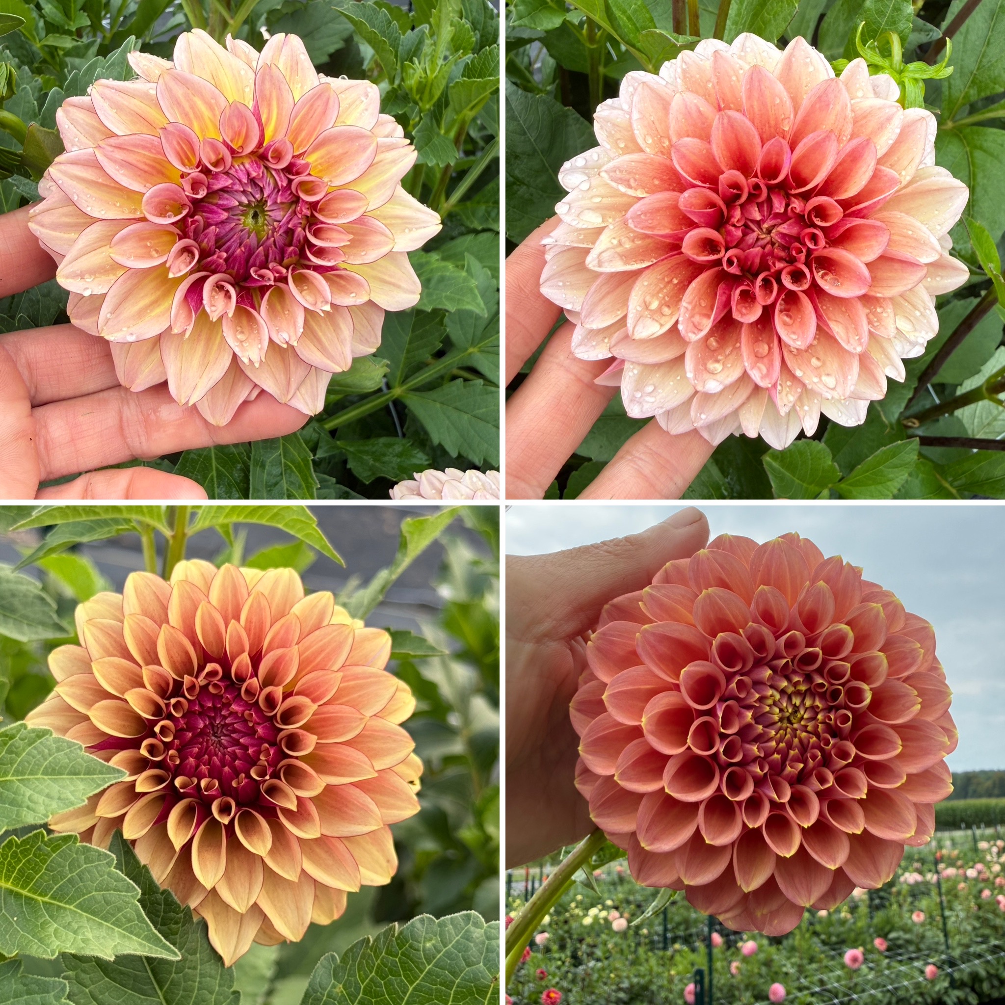 DAHLIA Decorative