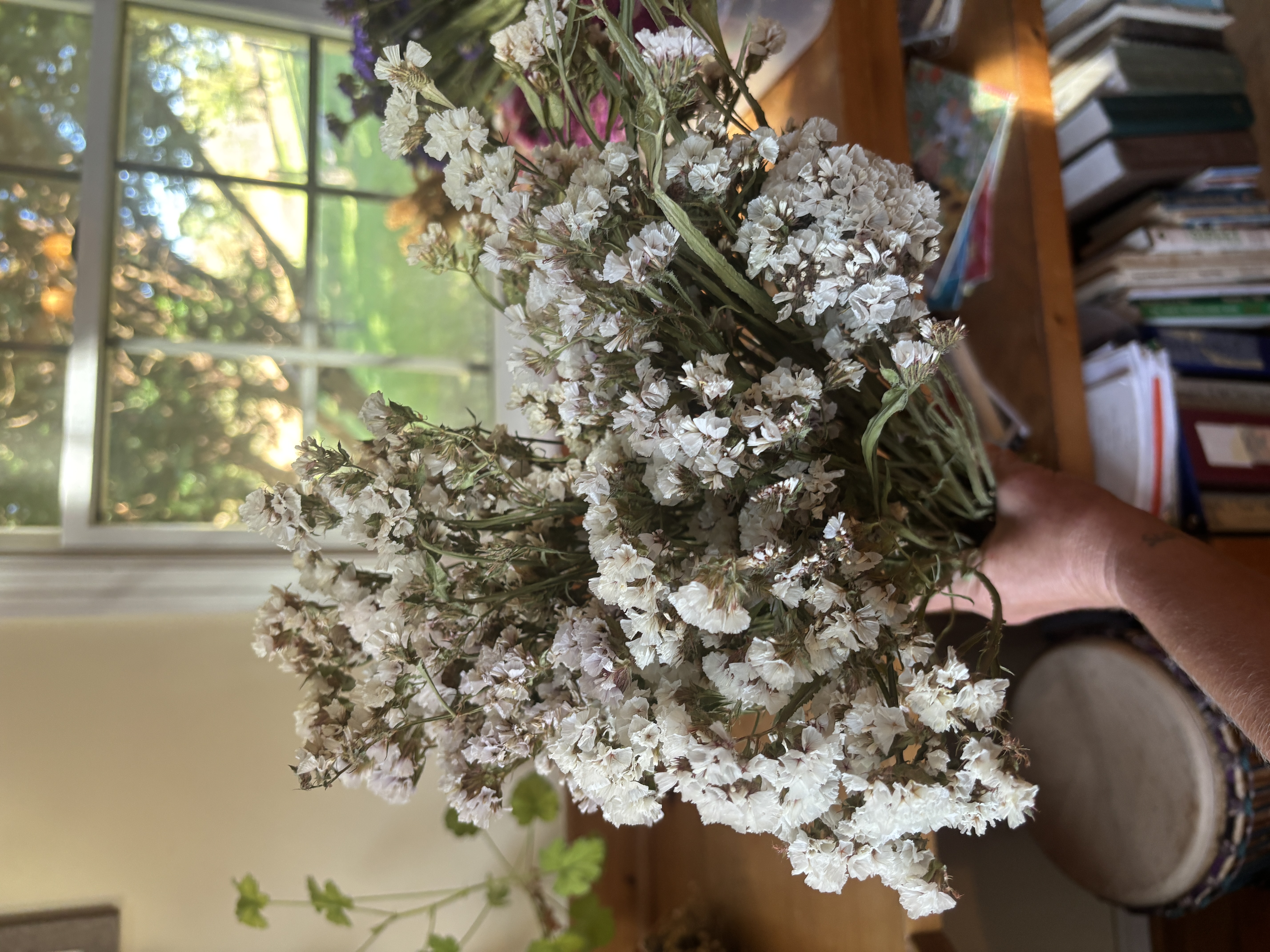 LIMONIUM sinuatum QIS White