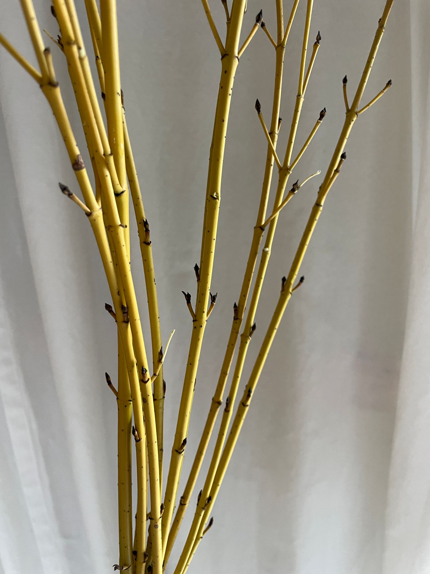 CORNUS sericea Flaviramea