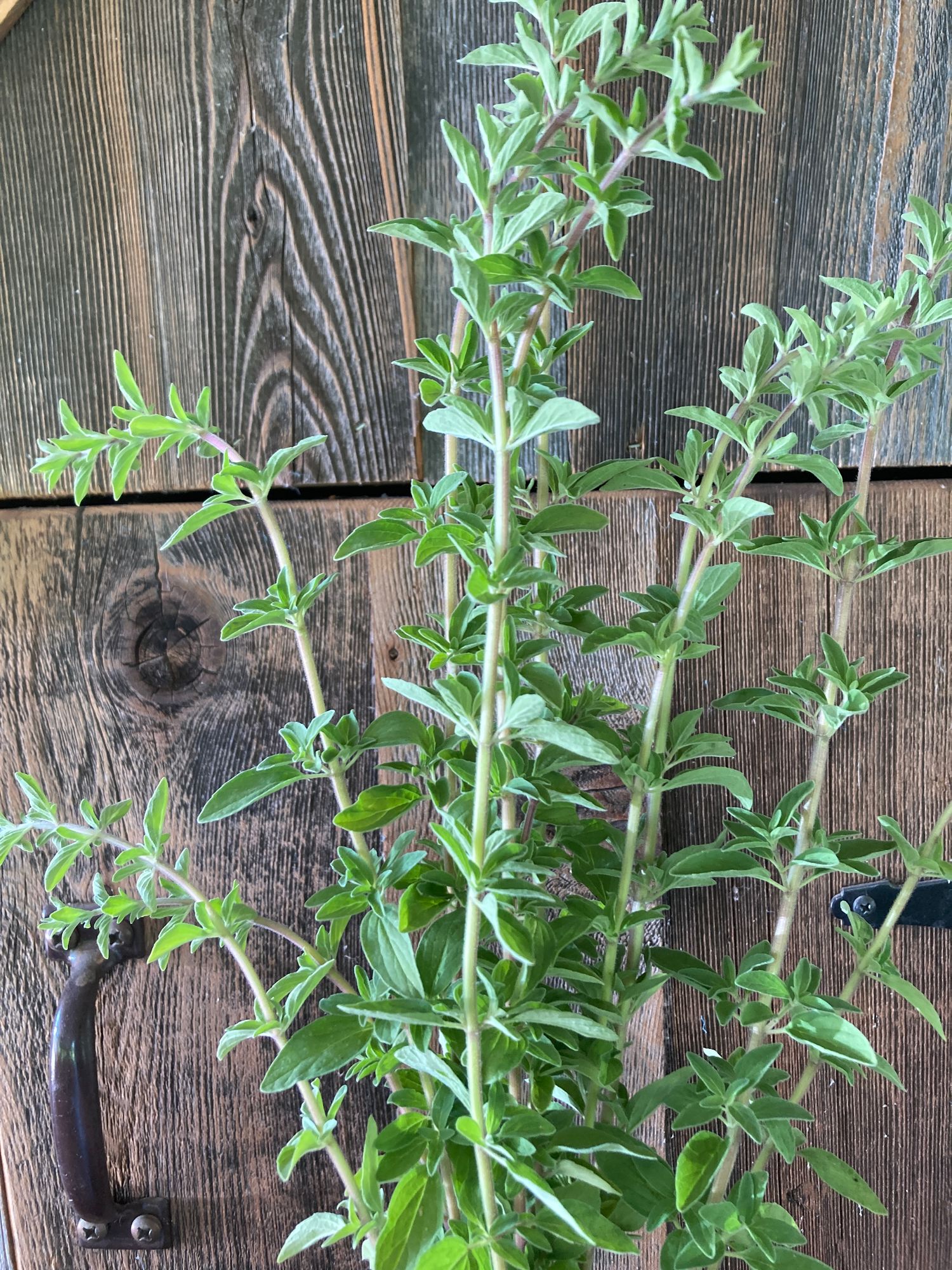 ORIGANUM vulgare ssp. hirtum