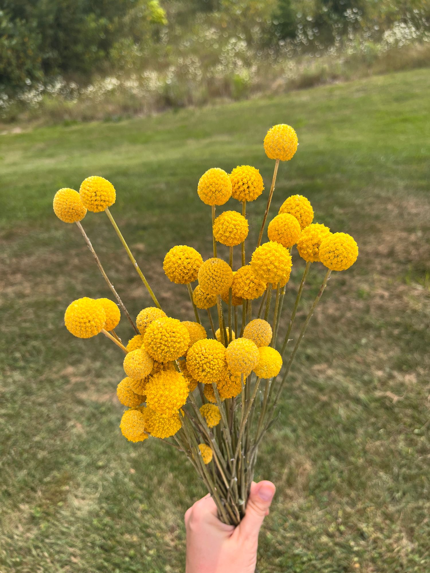 CRASPEDIA globosa Sun Ball