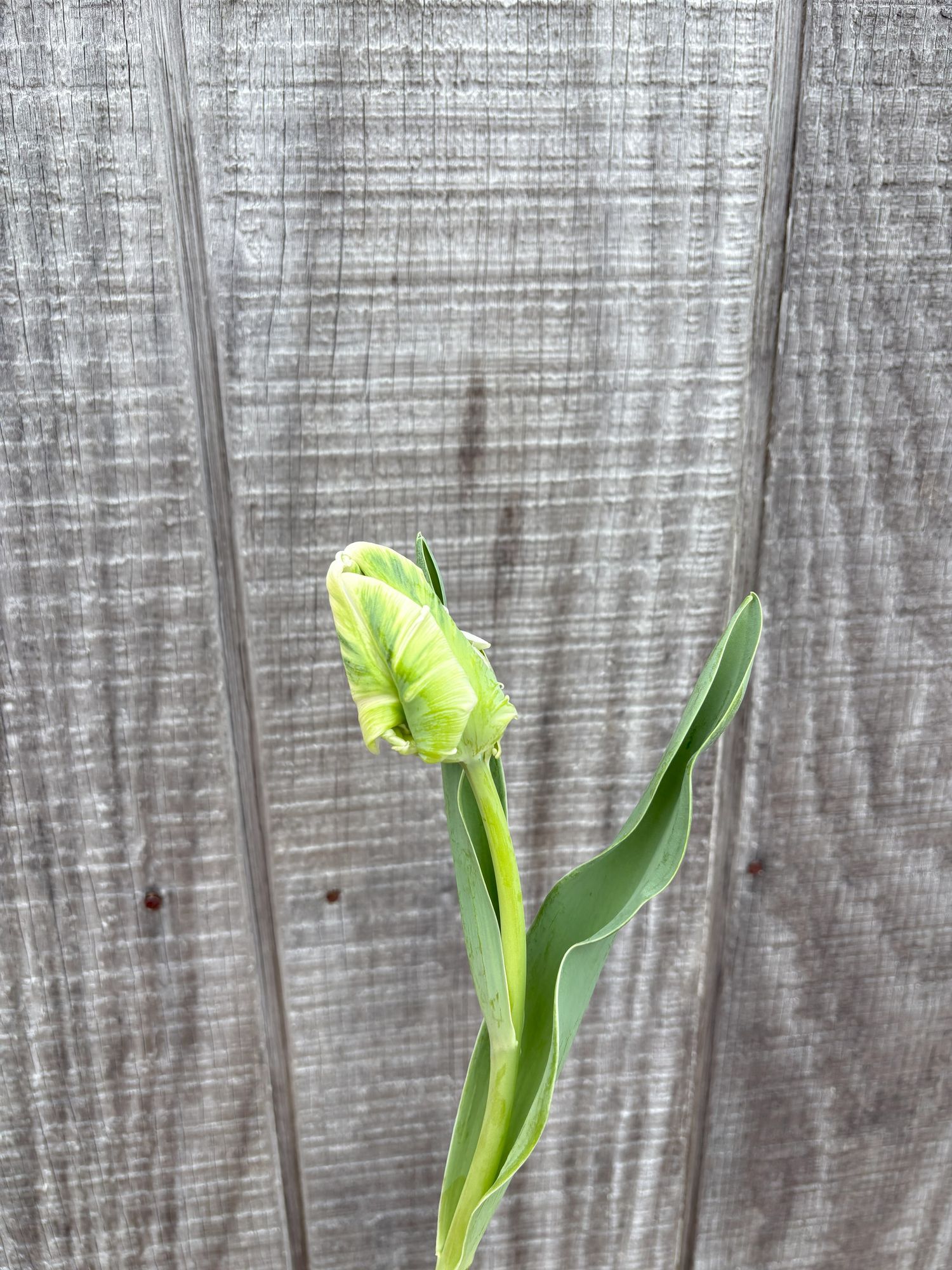 TULIPA Super Parrot