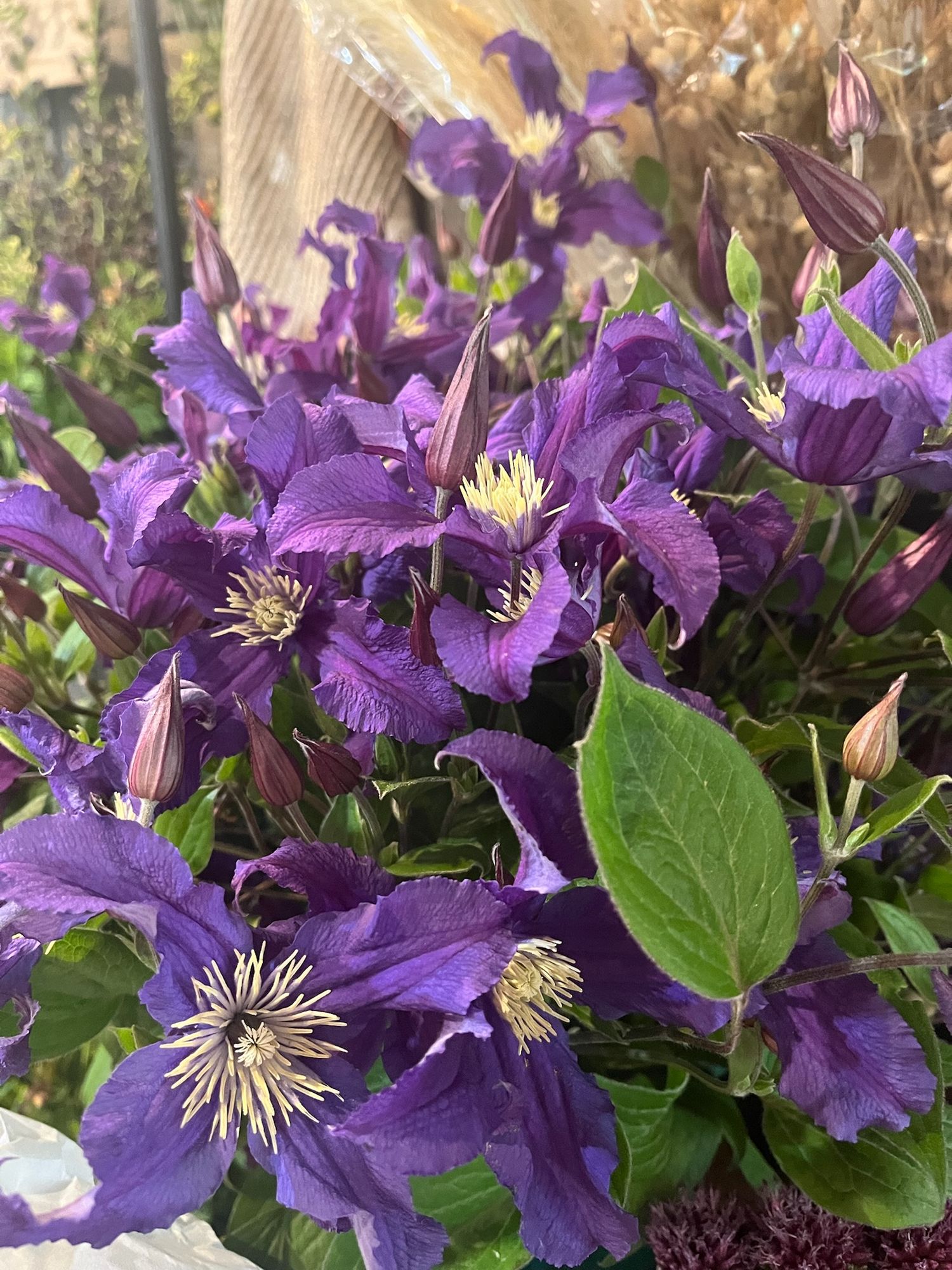 CLEMATIS x Blue Pirouette