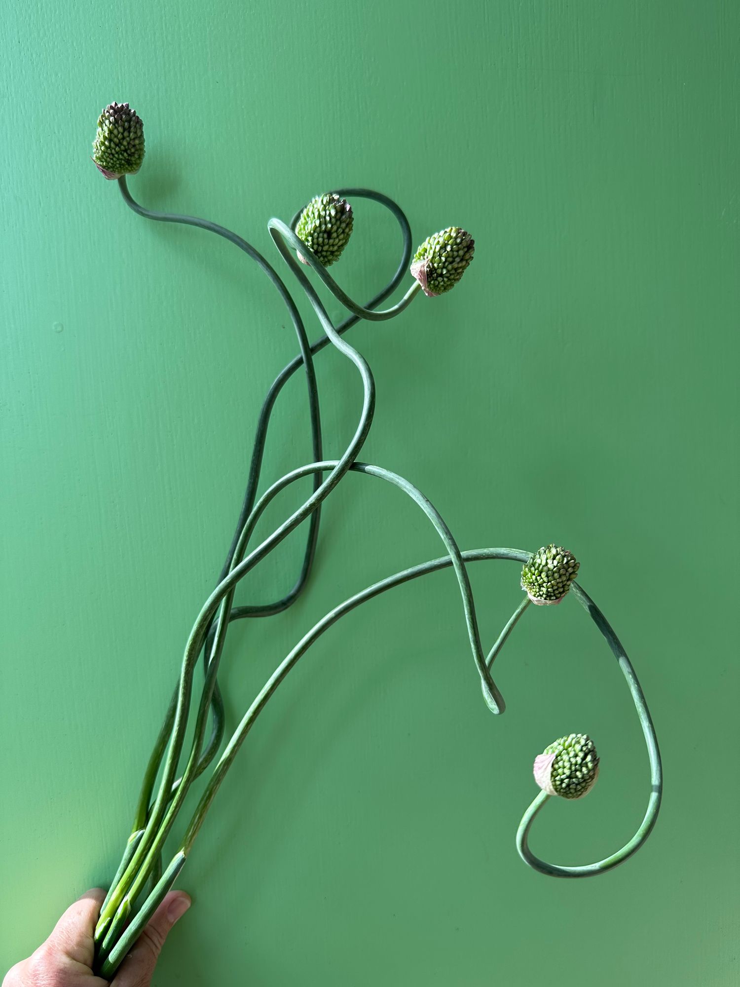 ALLIUM x Snake Ball