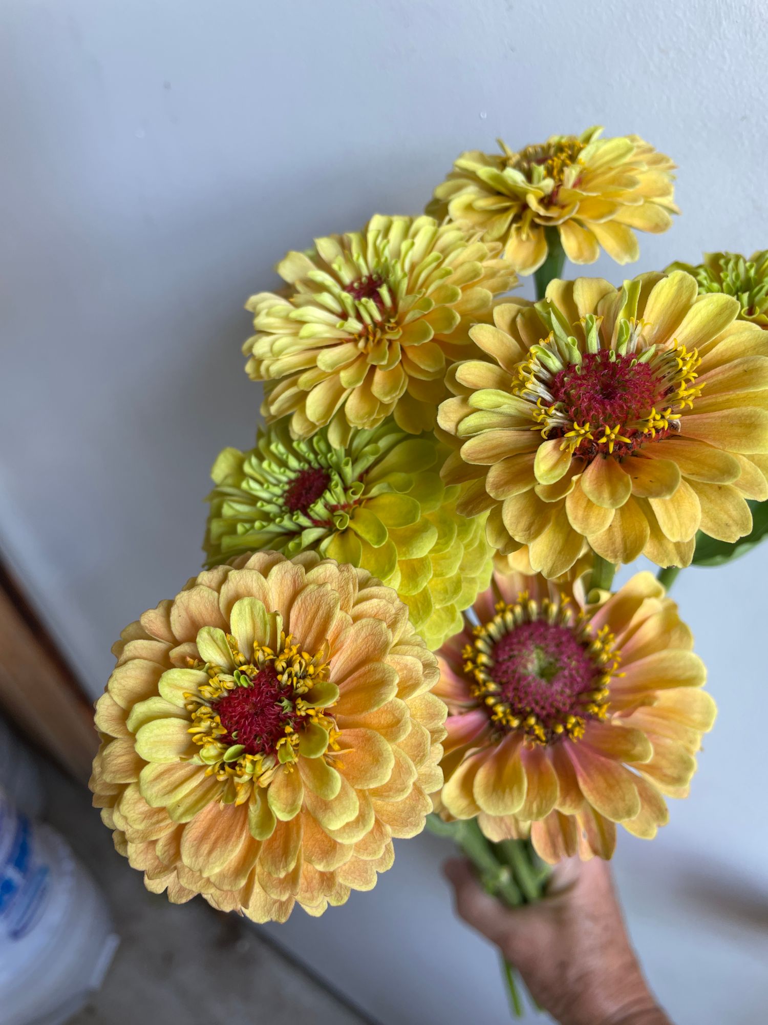 ZINNIA elegans Queeny Lemon Peach