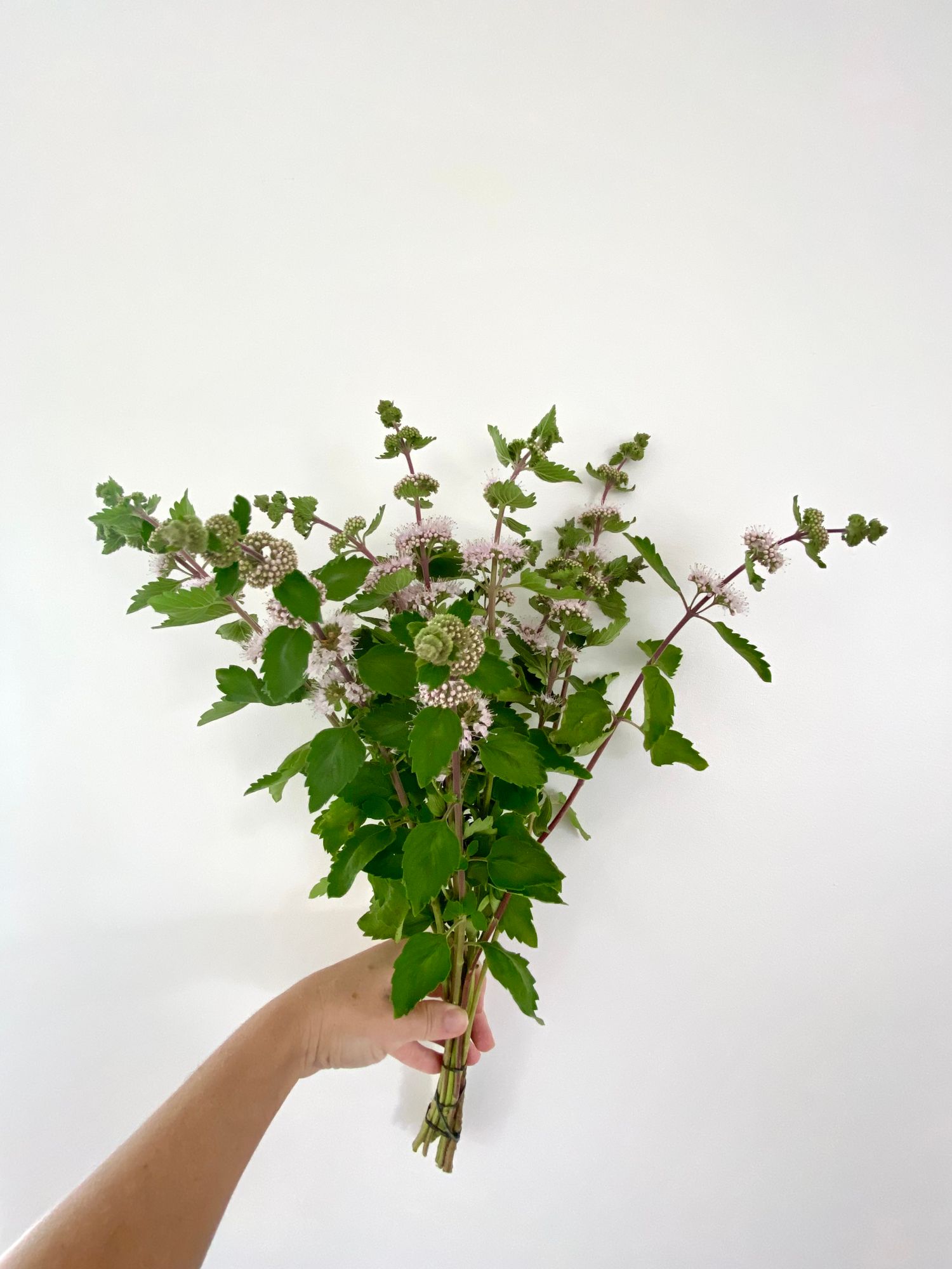 CARYOPTERIS incana Pagoda Blush