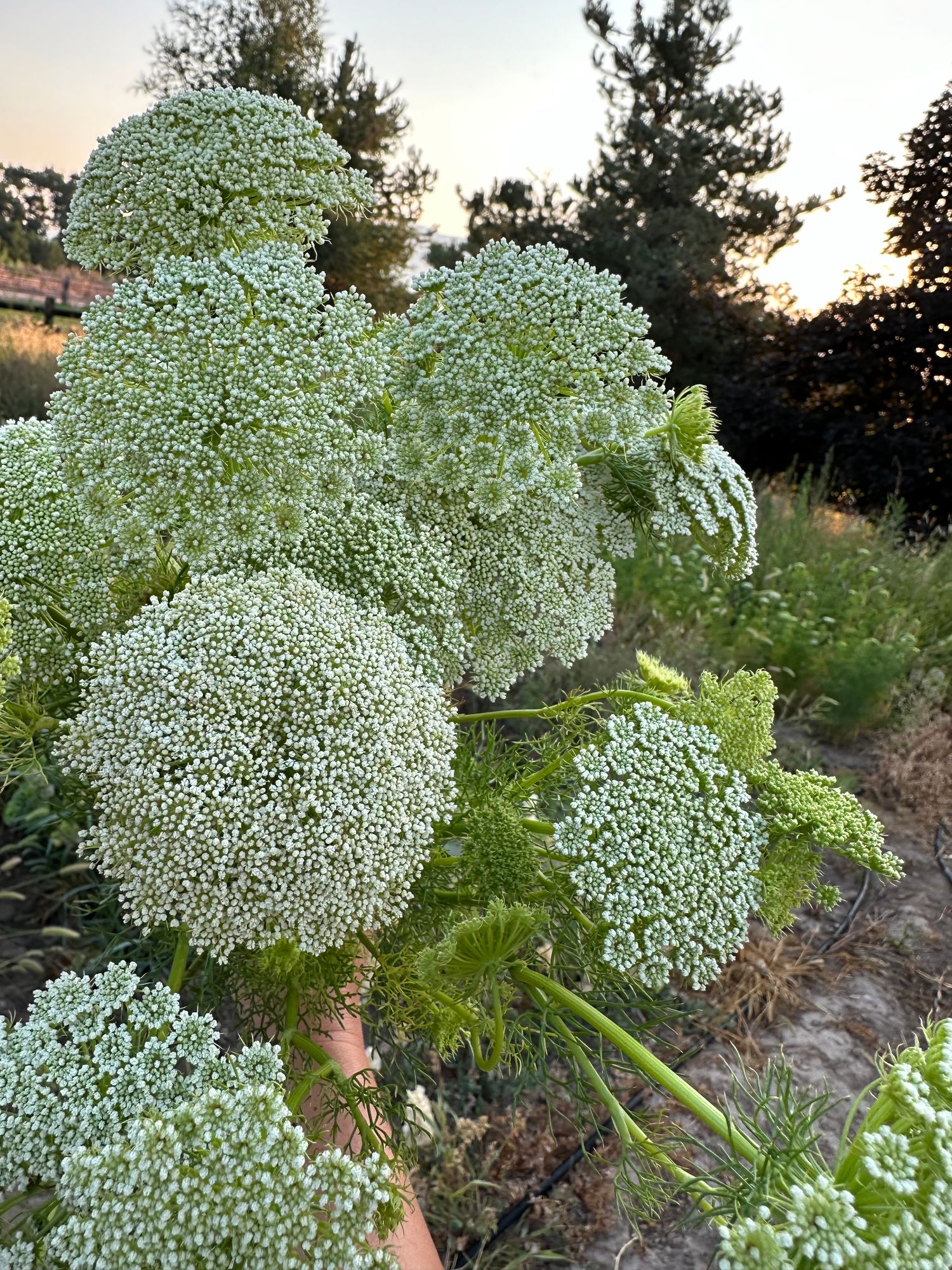 AMMI visnaga Green Mist