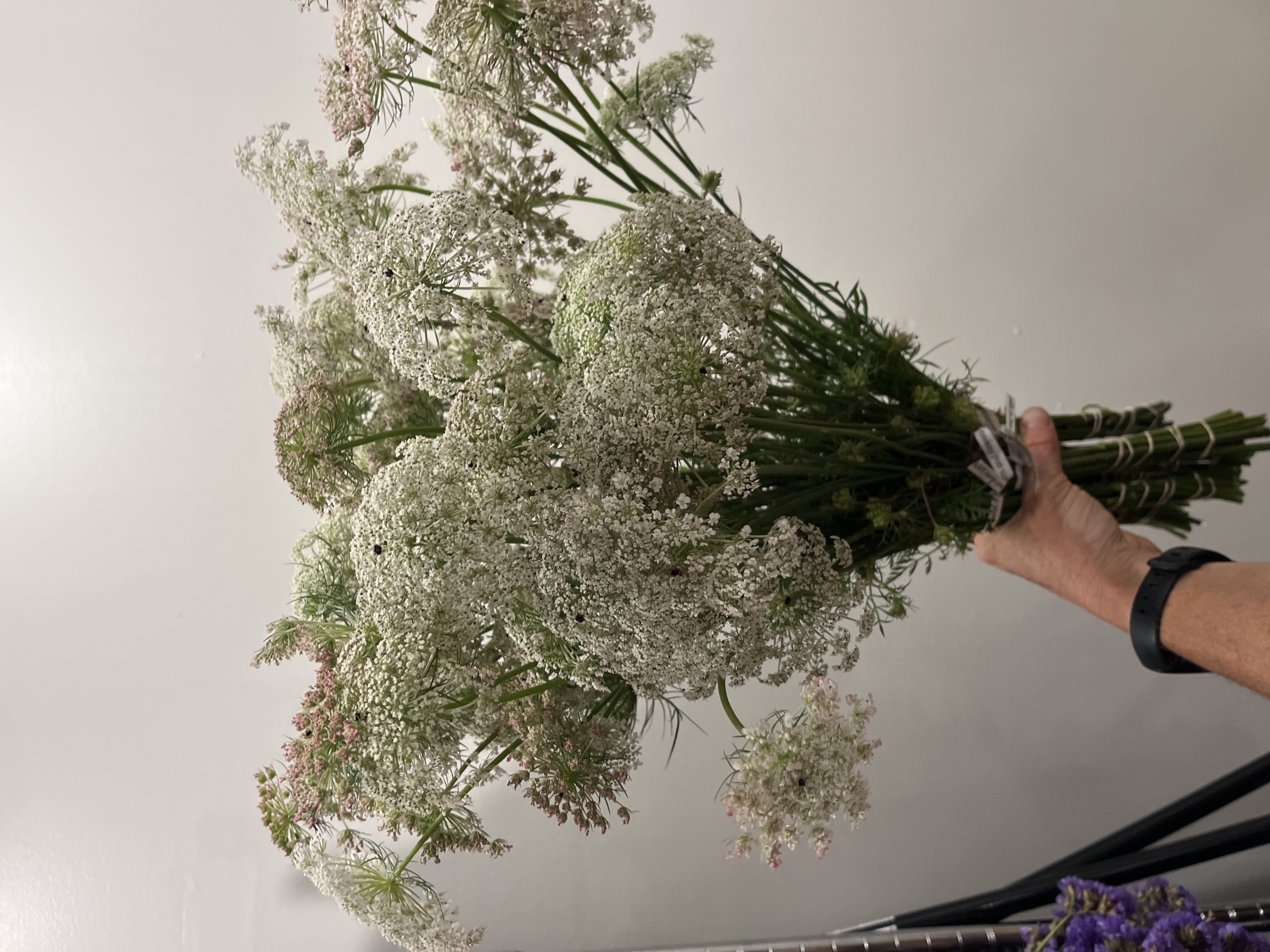 DAUCUS carota