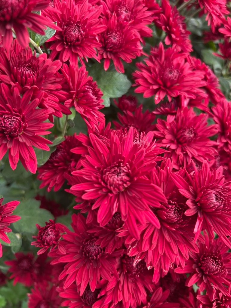 CHRYSANTHEMUM x Ruby Mound