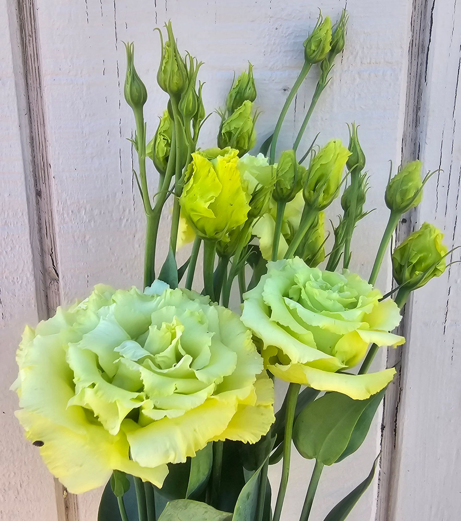 EUSTOMA grandiflorum