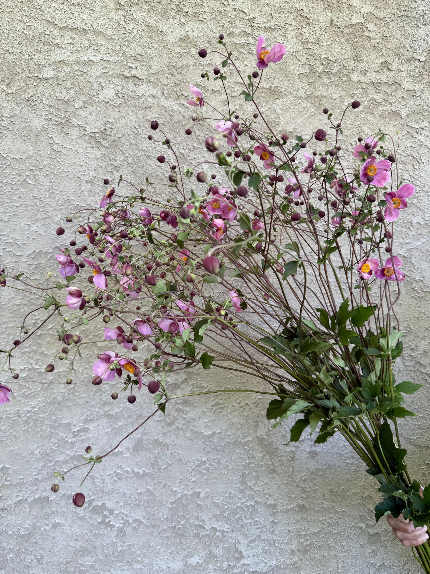 ANEMONE hupehensis