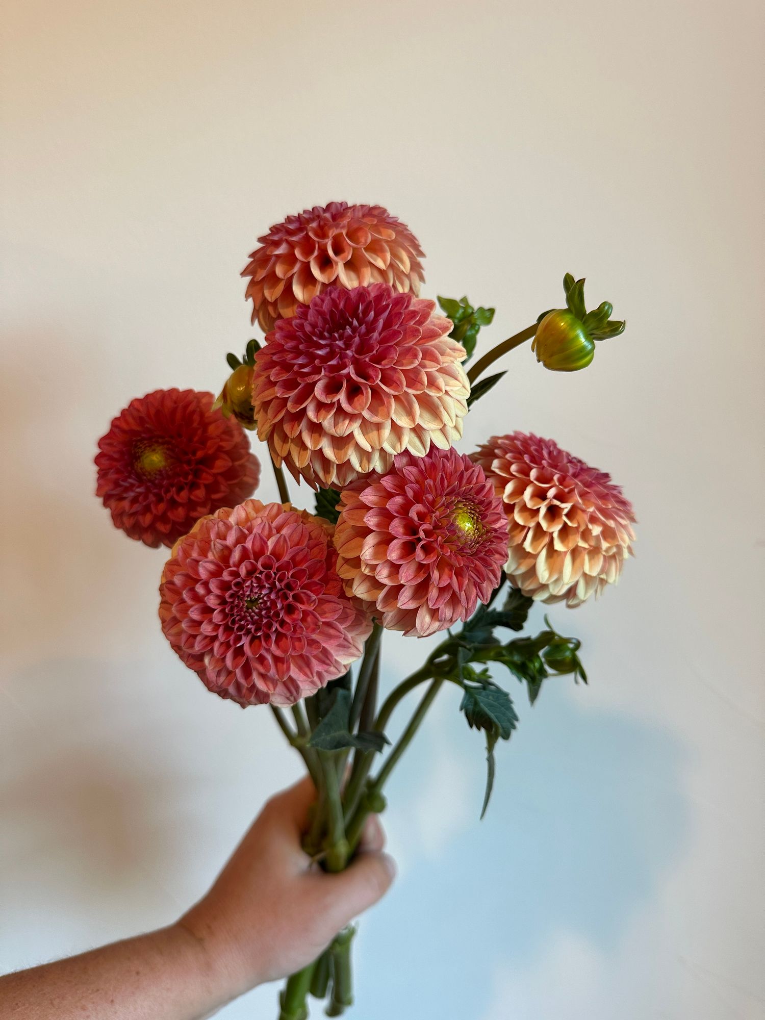 DAHLIA Rose Toscano