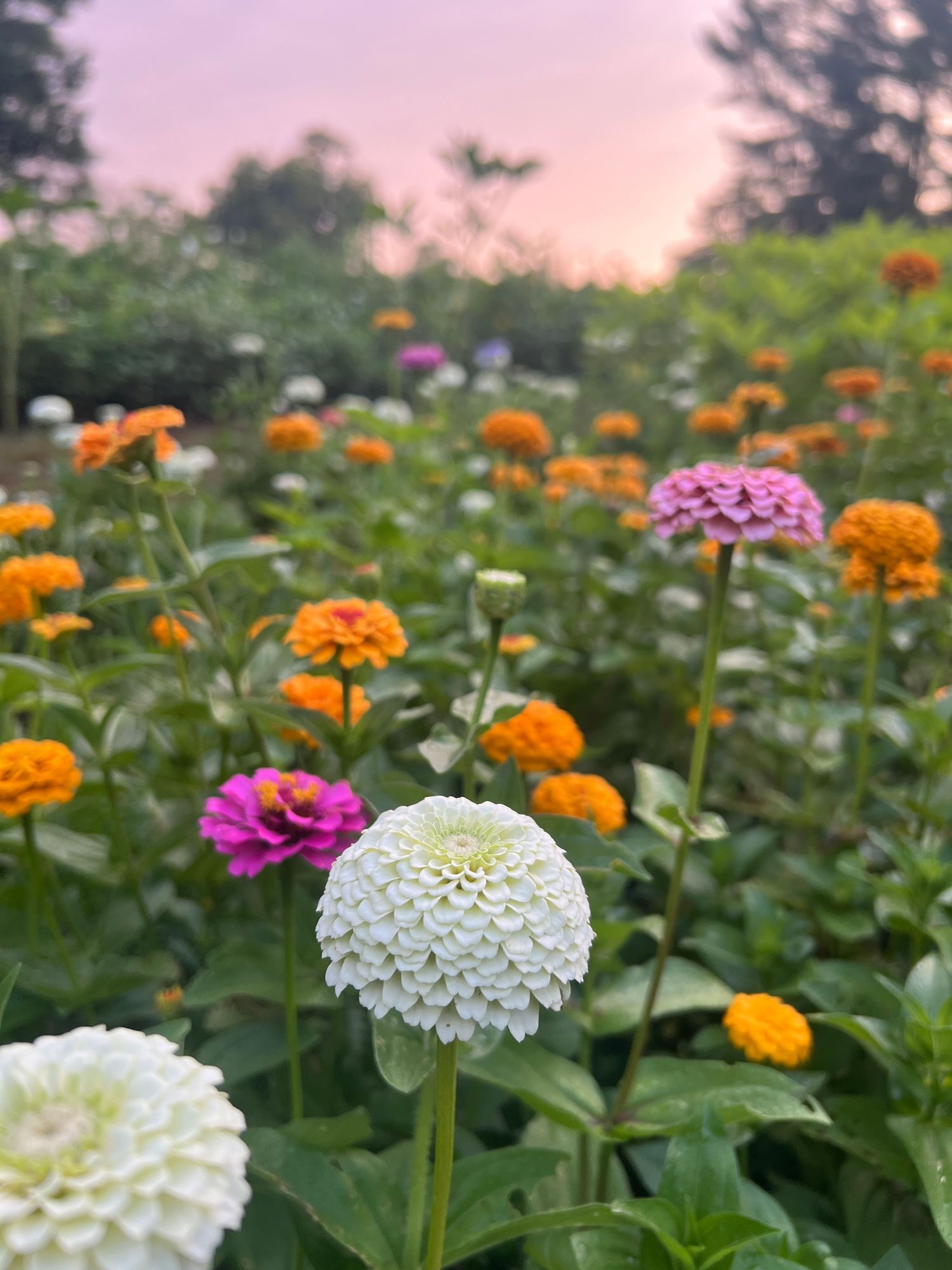 Mixed Bloom Bucket