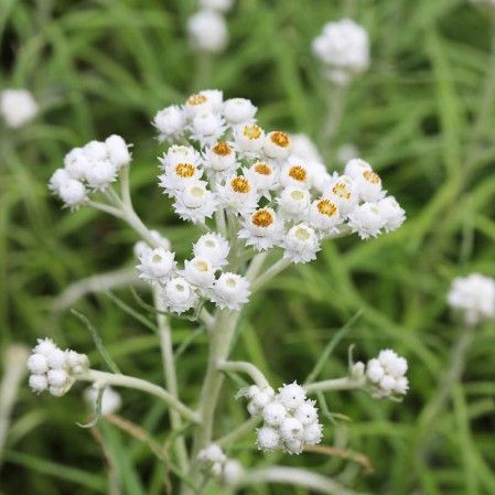 ANAPHALIS margaritacea