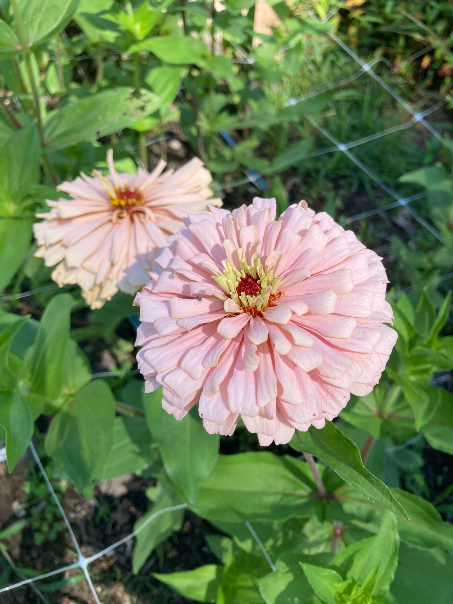 ZINNIA elegans Ballerina