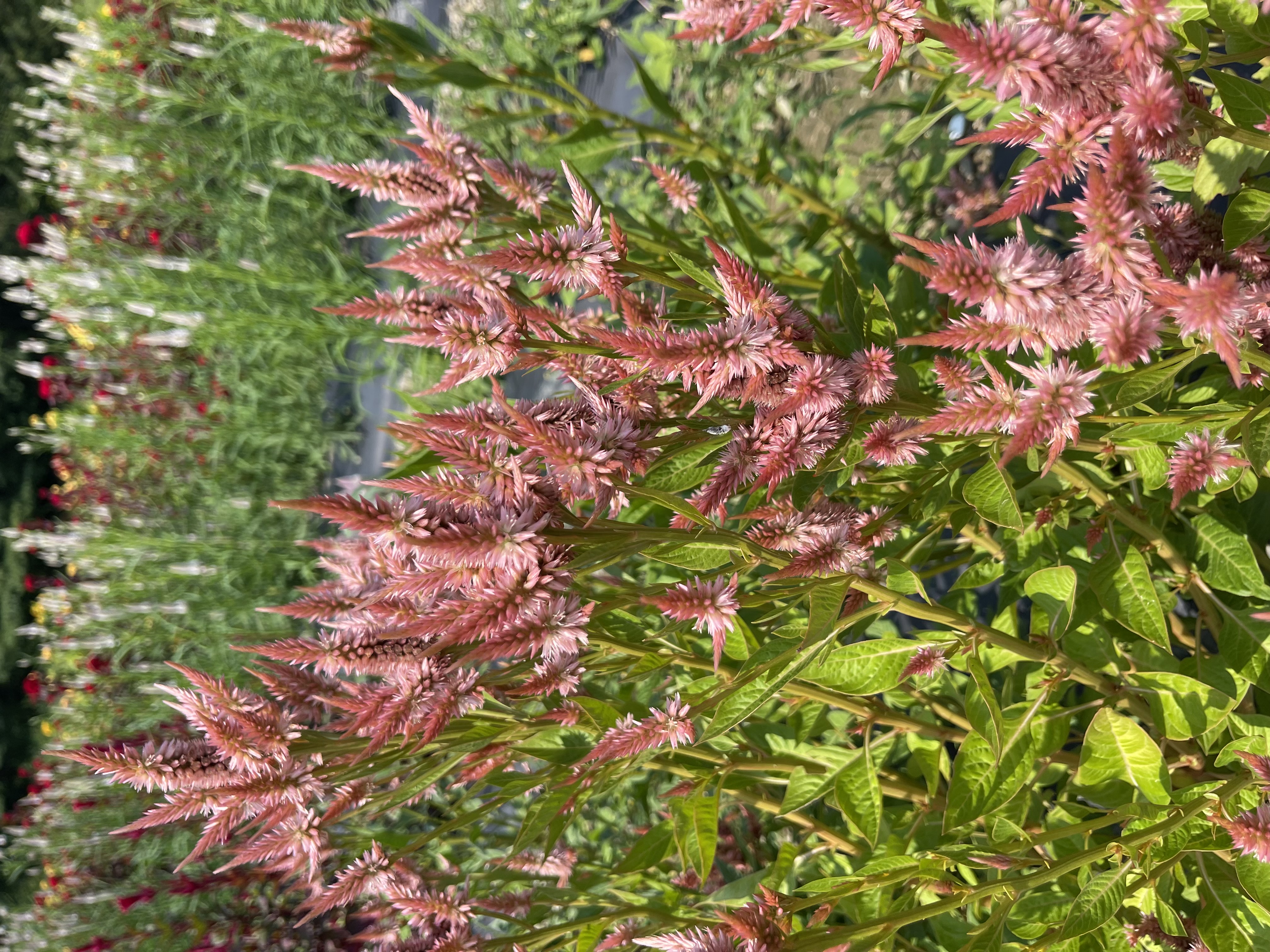 CELOSIA argentea spicata Celway Terracotta