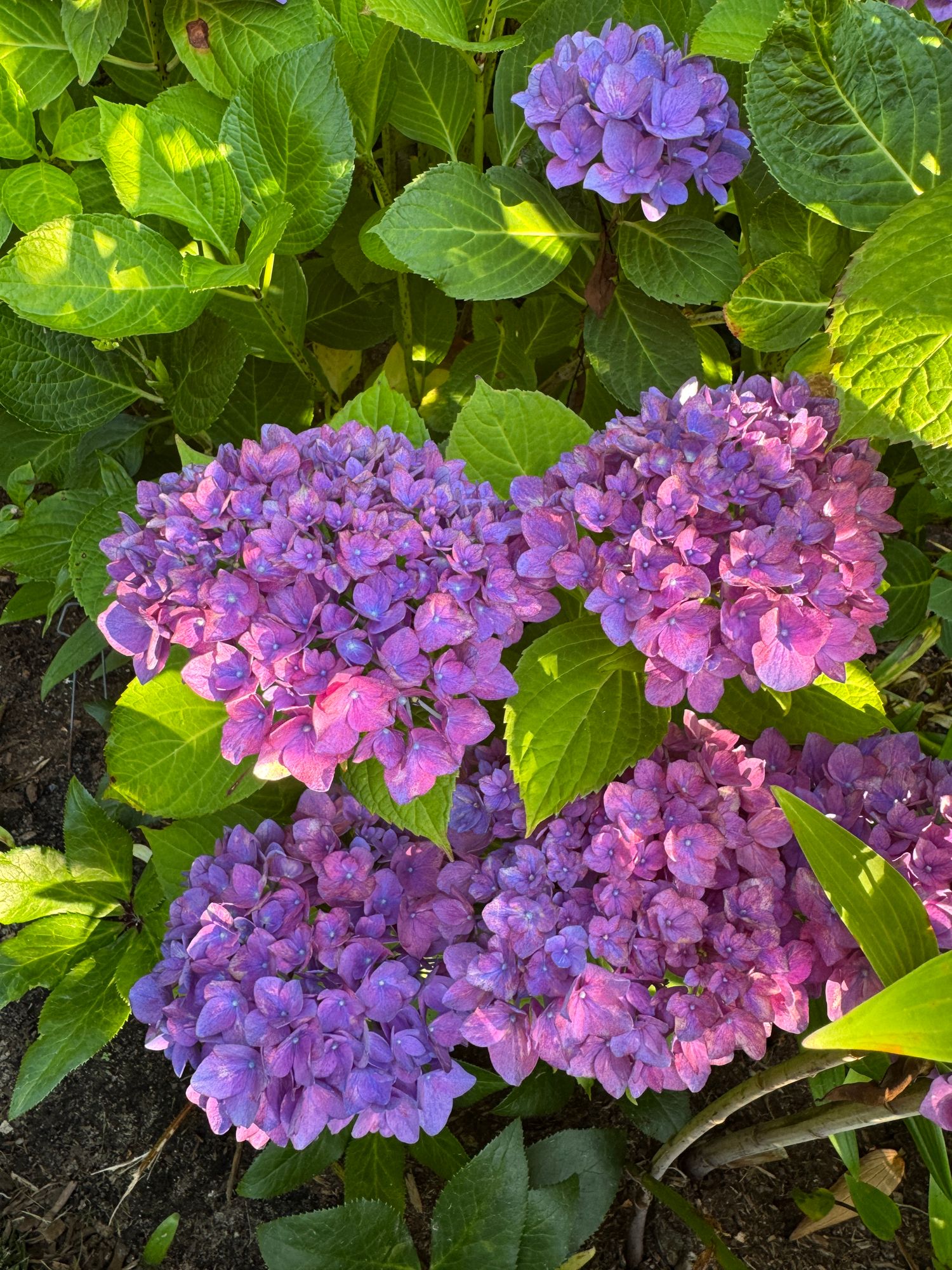 HYDRANGEA macrophylla