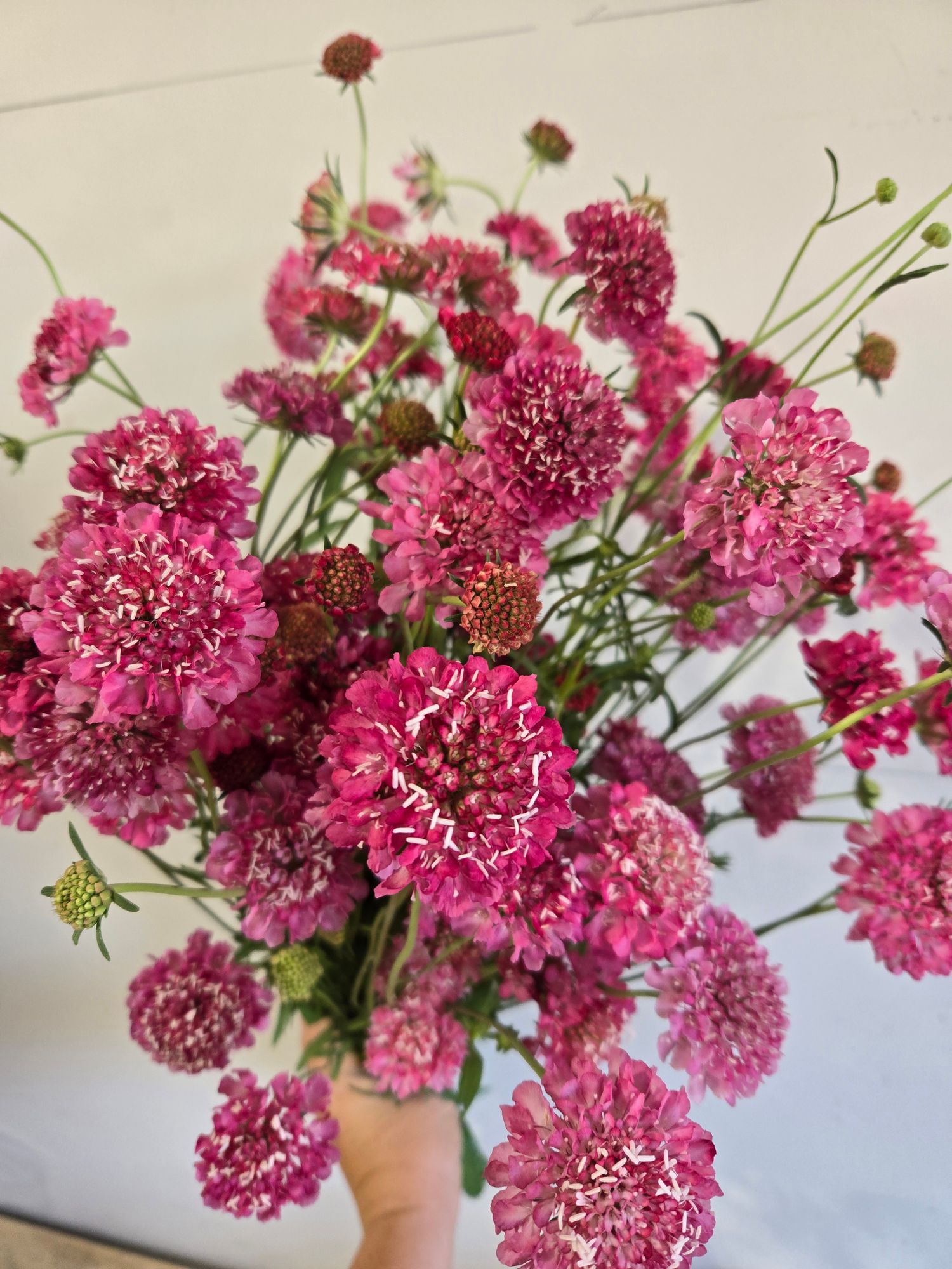 SCABIOSA atropurpurea Salmon Queen