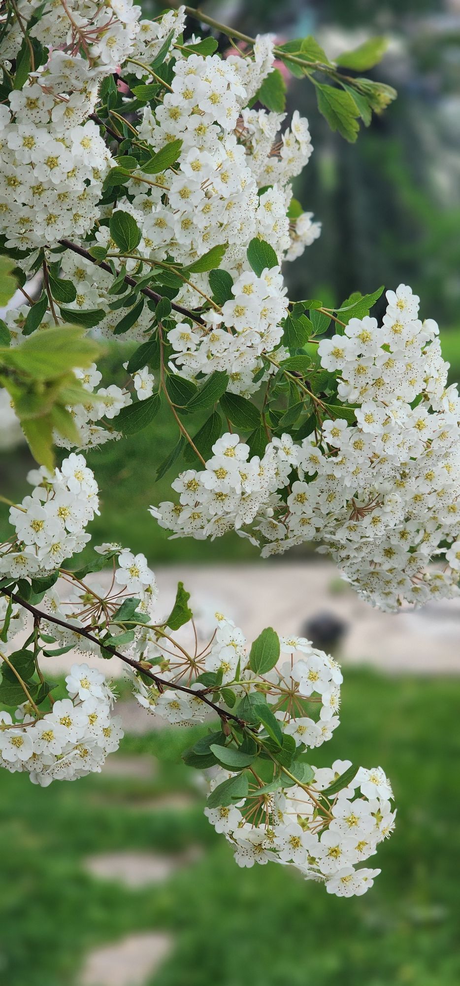 SPIRAEA prunifolia