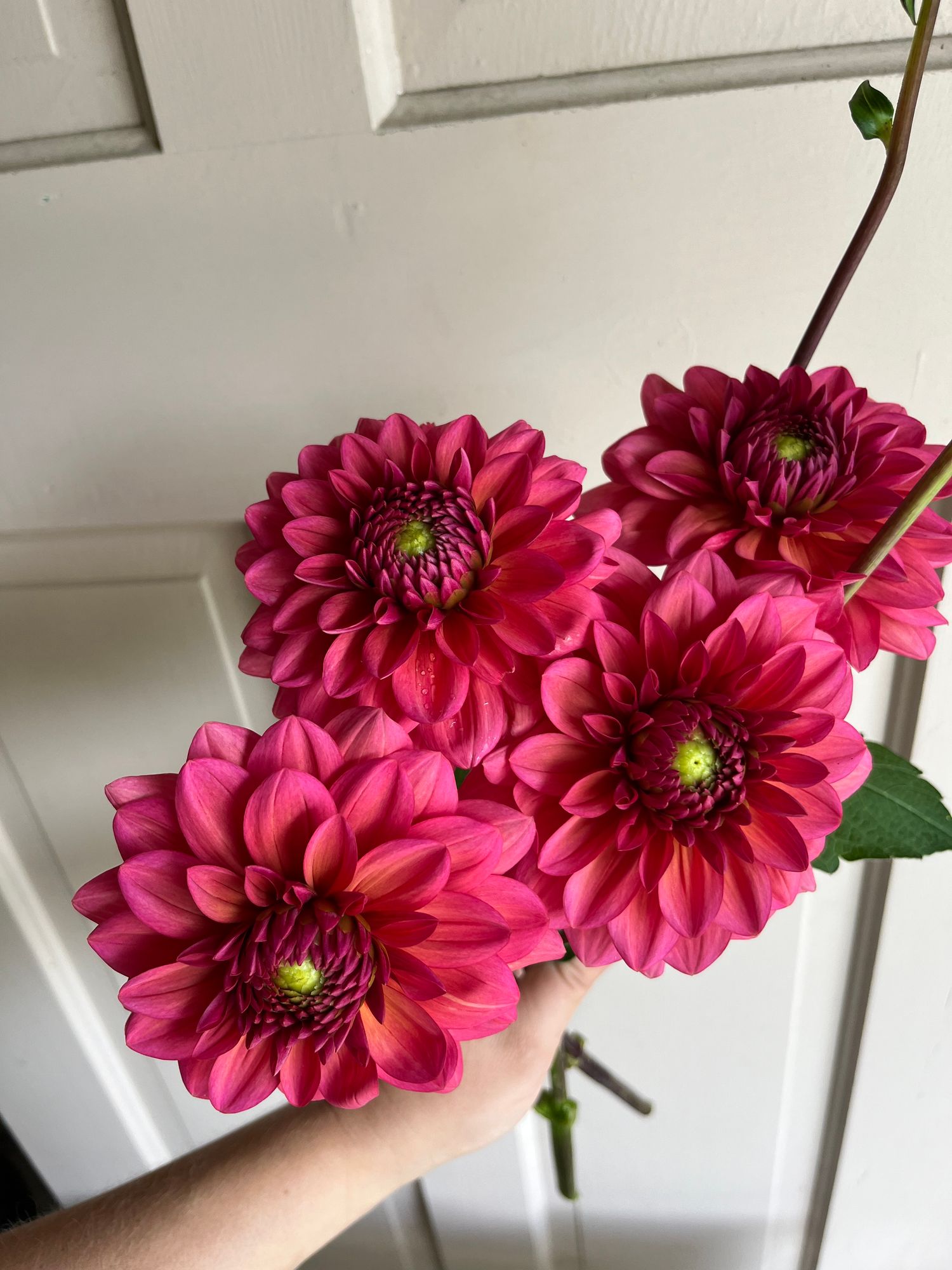 DAHLIA Salmon Runner