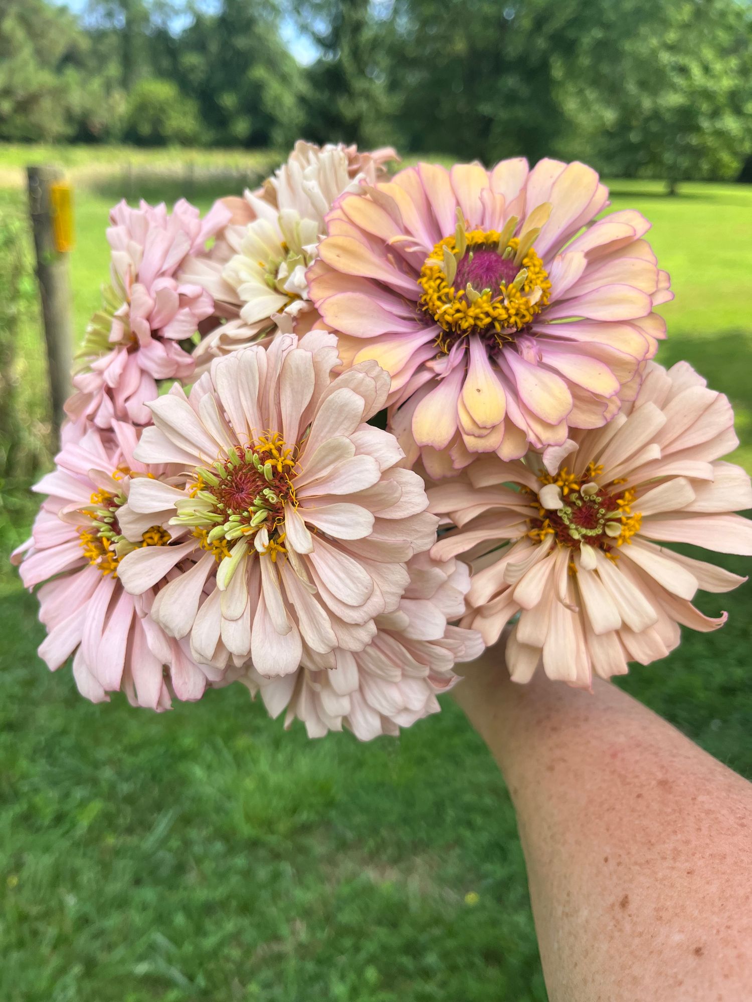 ZINNIA elegans Ballerina