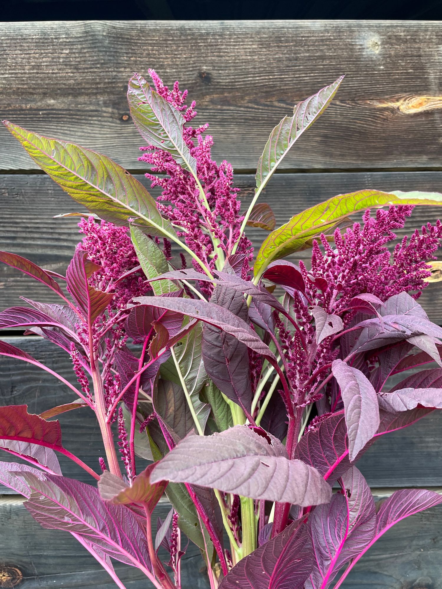 AMARANTHUS cruentus Red Spike