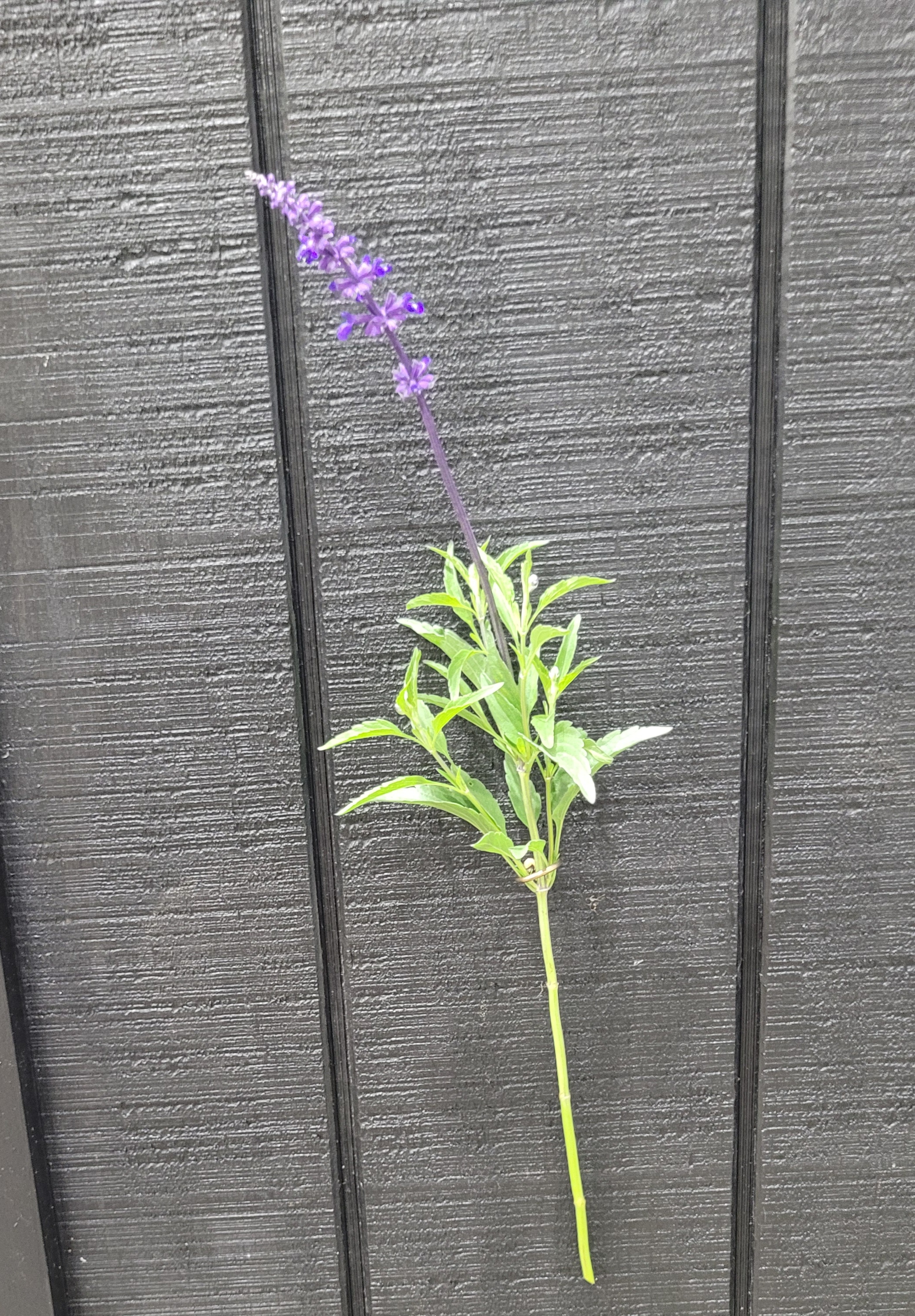 SALVIA farinacea Victoria Blue