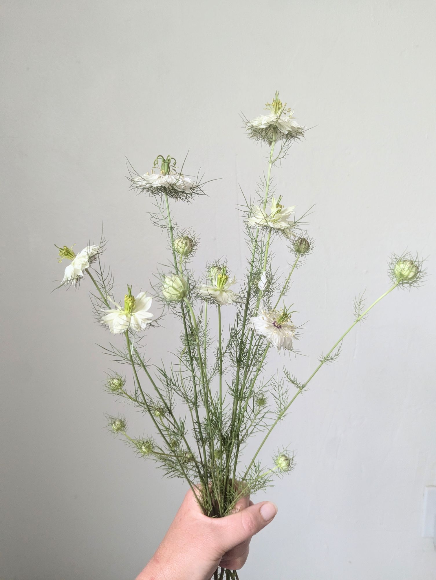 NIGELLA damascena Albion
