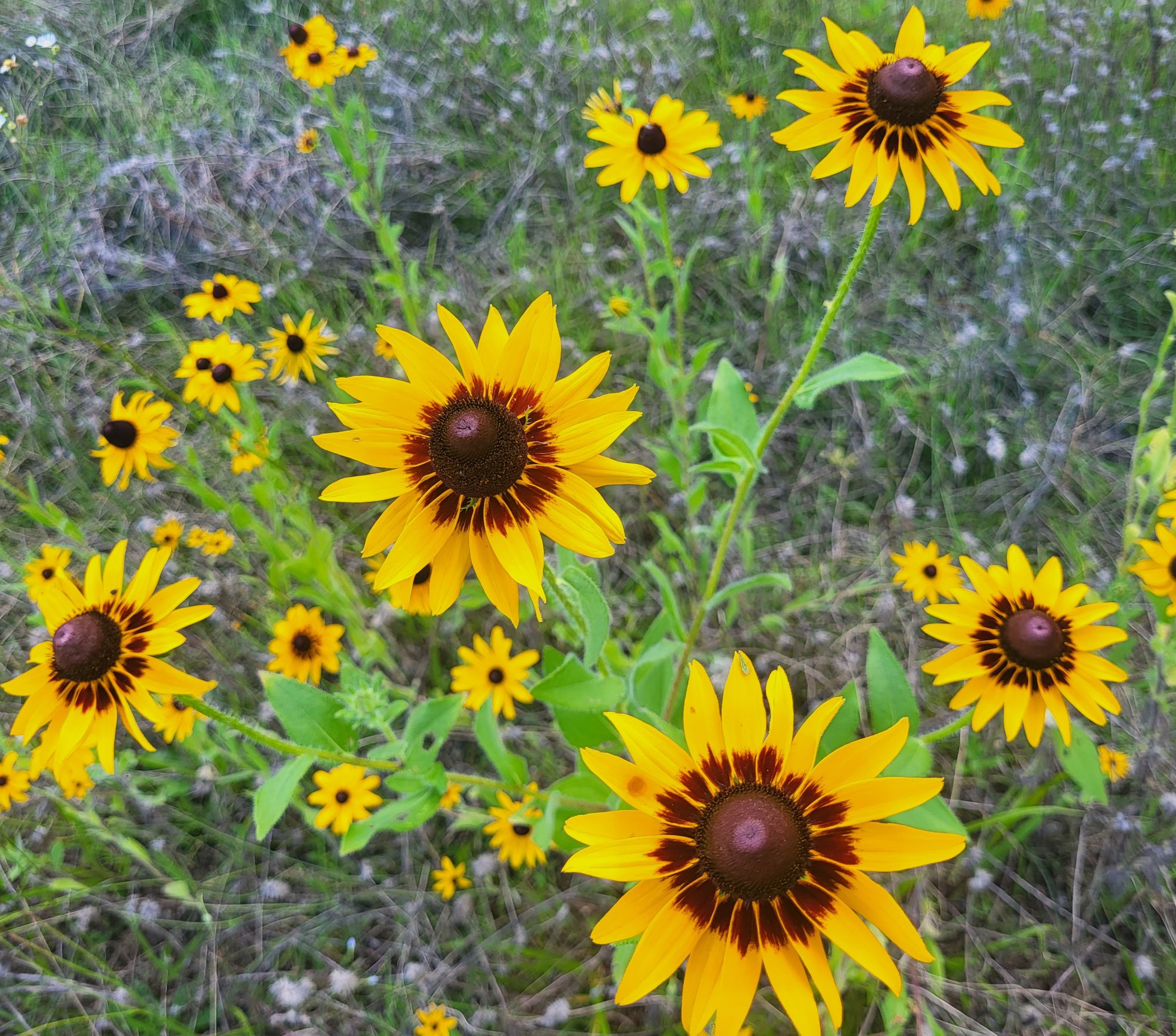 RUDBECKIA hirta