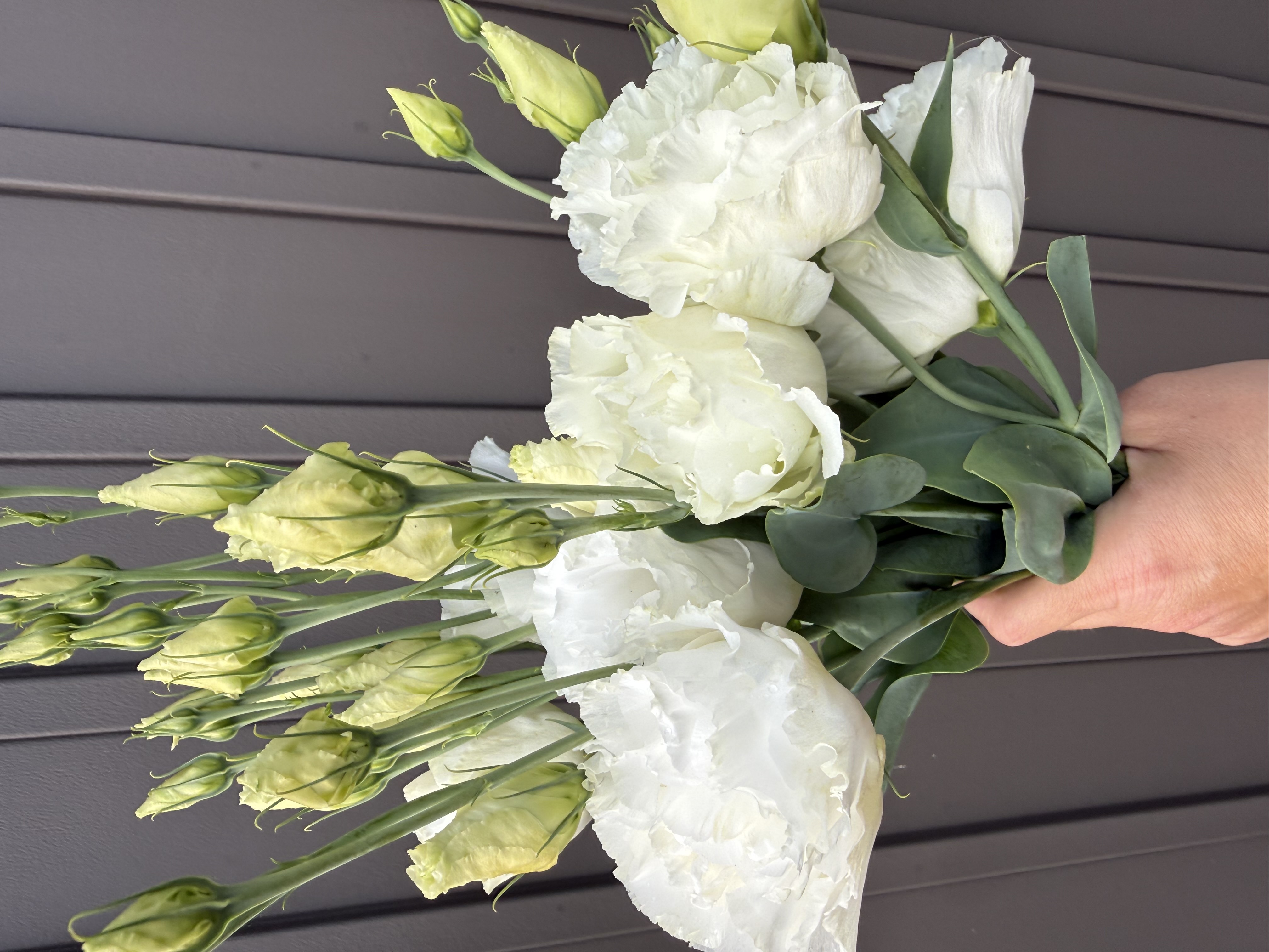 EUSTOMA grandiflorum Corelli Sugoi 2 White