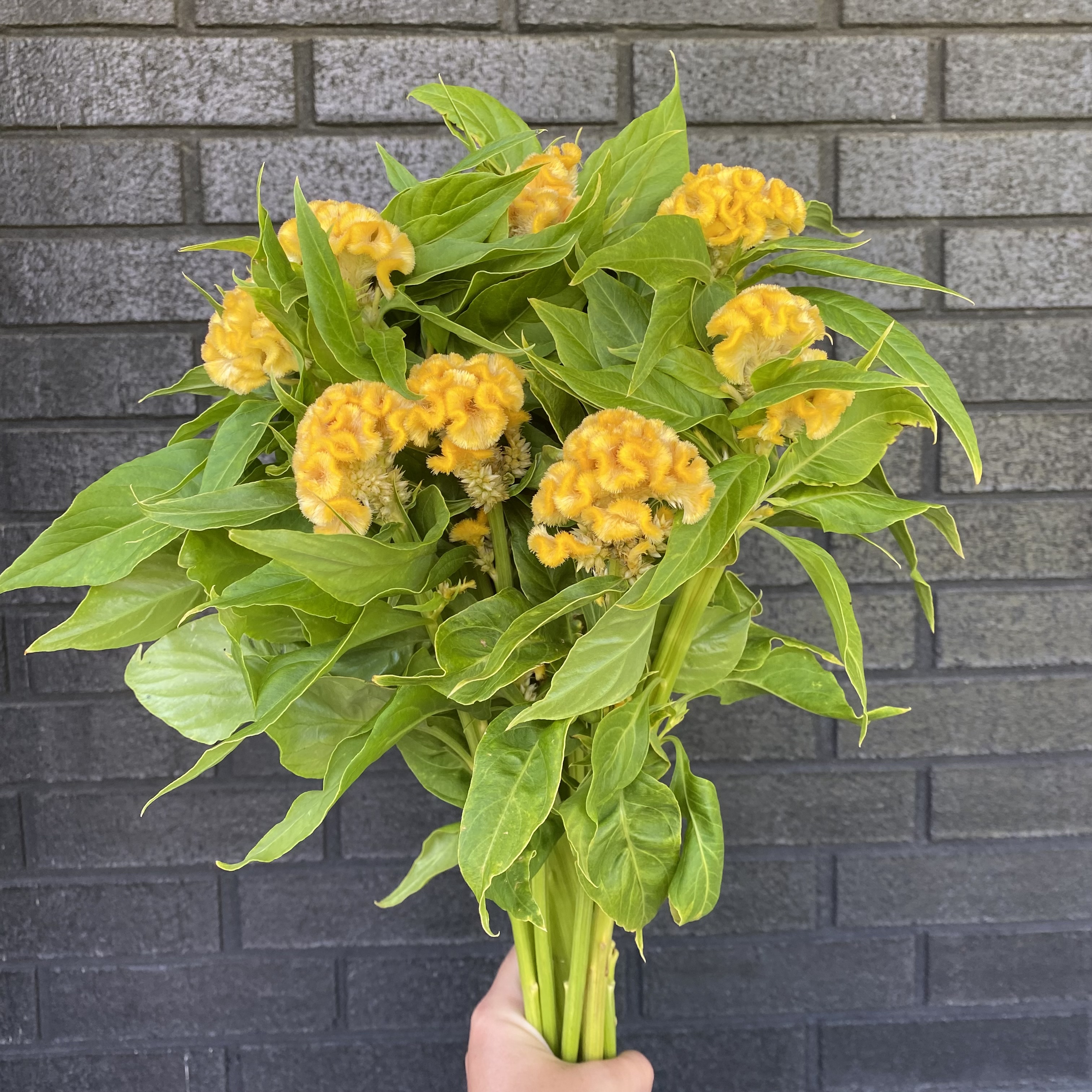 CELOSIA argentea var. cristata Chief Gold