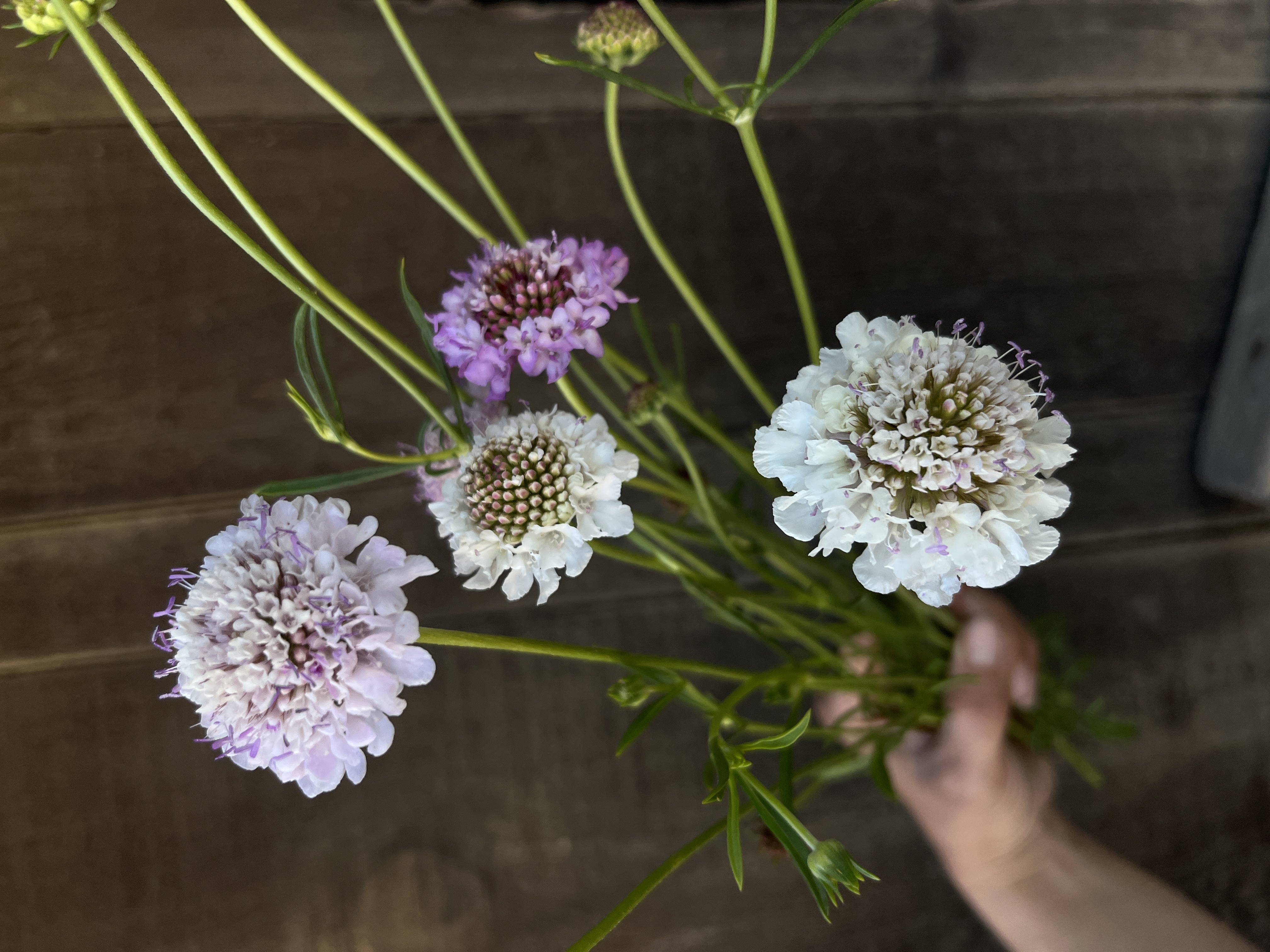 SCABIOSA atropurpurea Misty Mountain Mix