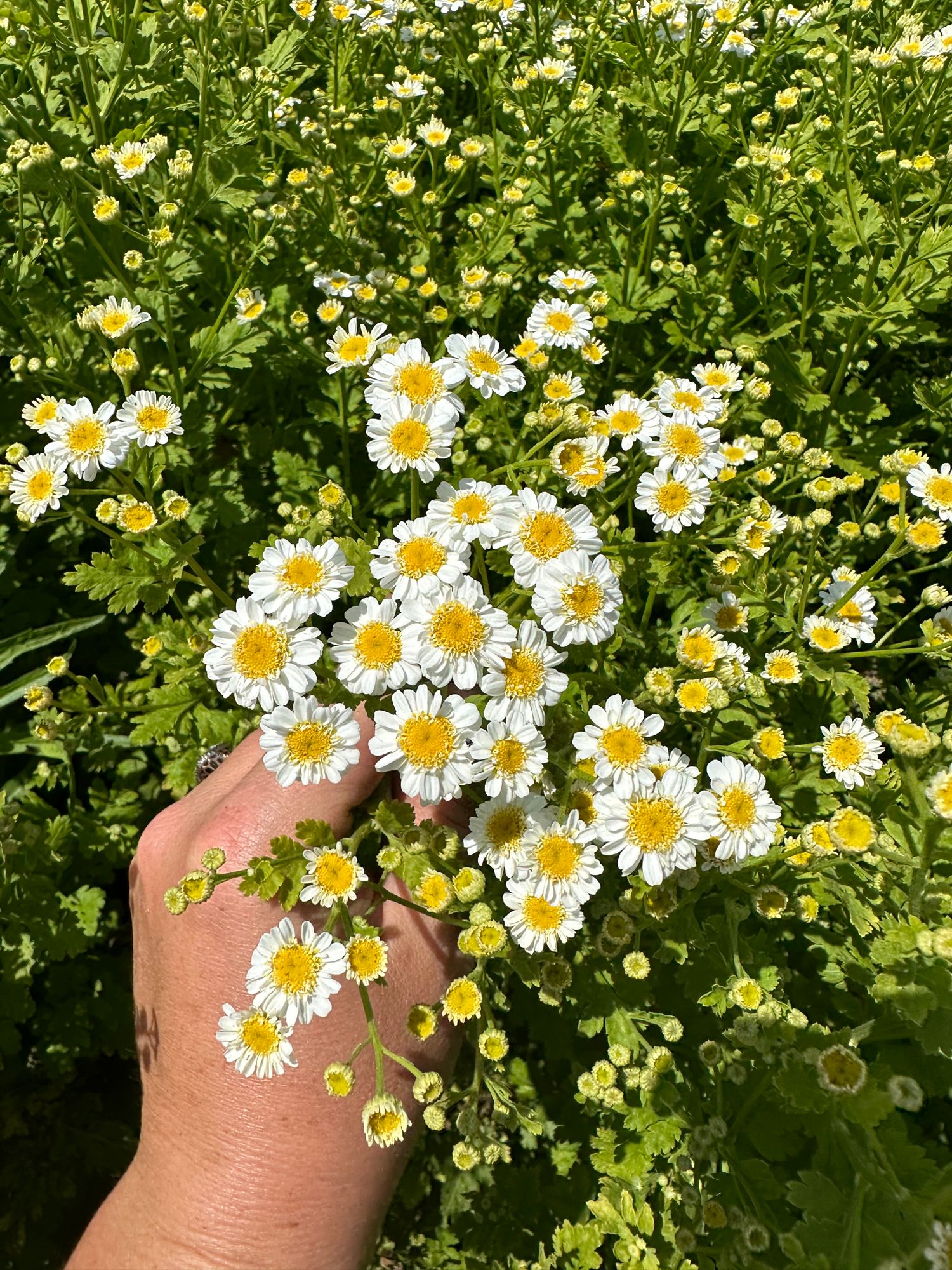 TANACETUM parthenium Magic Single
