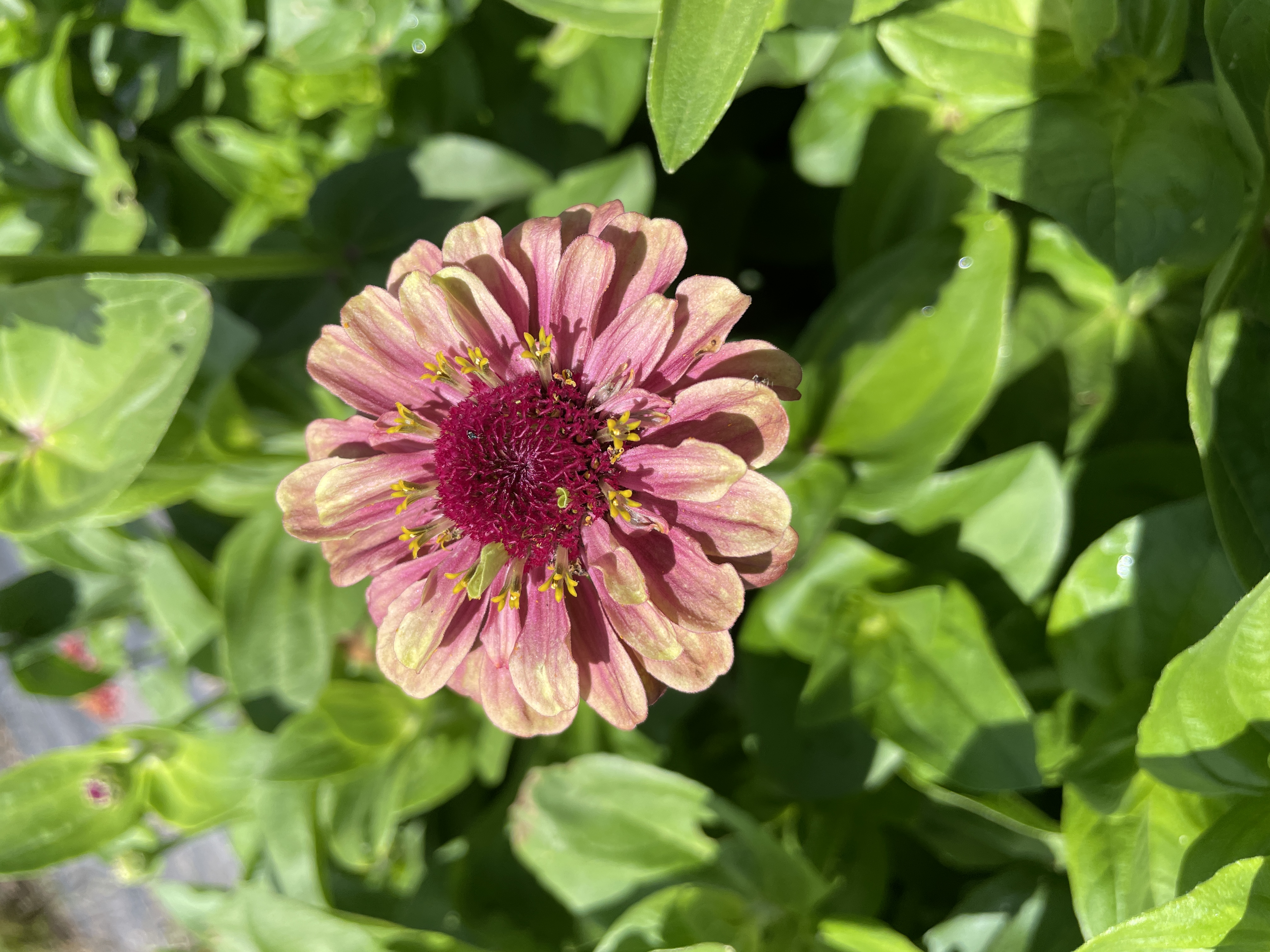 ZINNIA elegans Queeny Lime Red