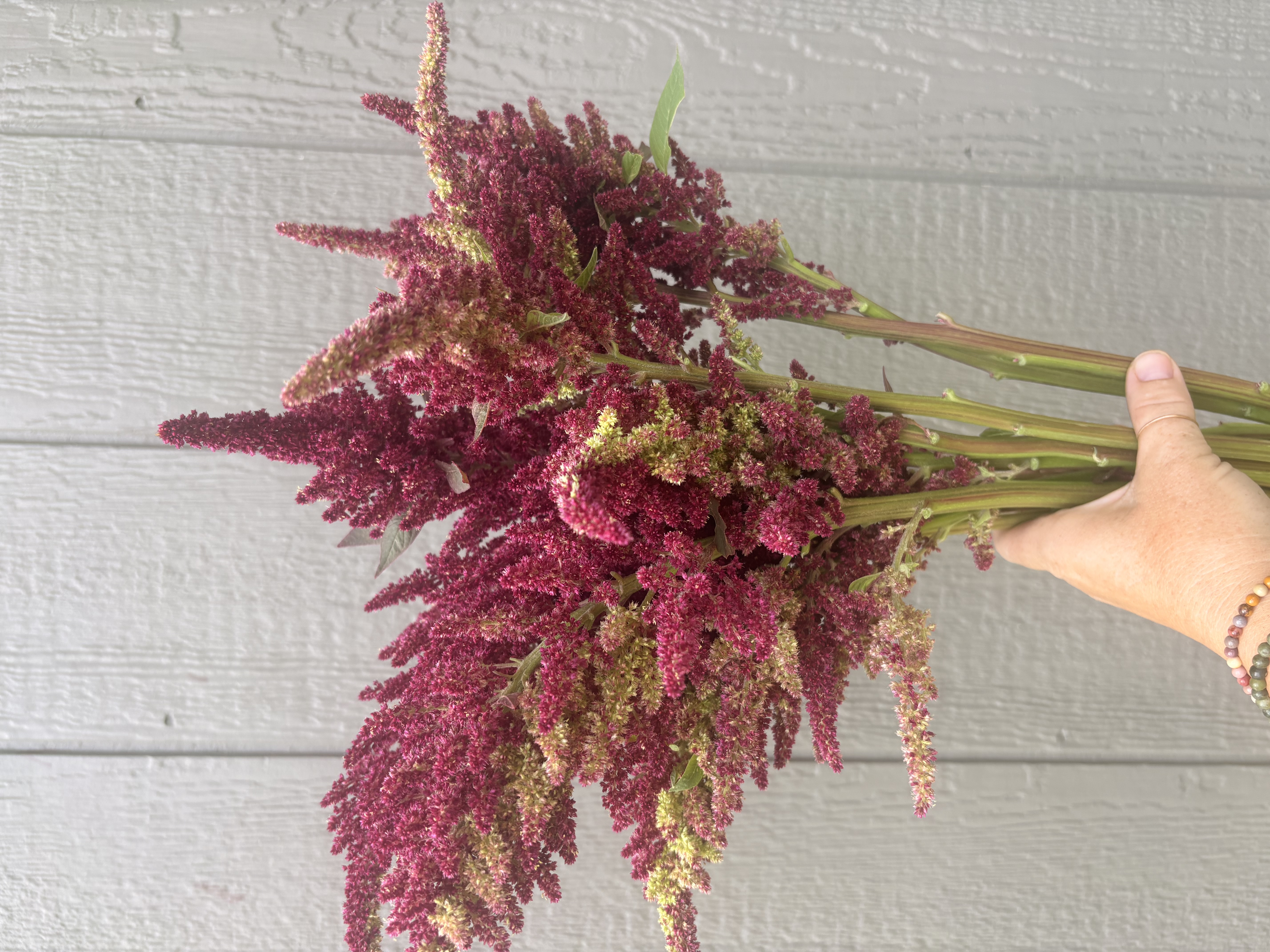 AMARANTHUS cruentus Sunset Goldilocks