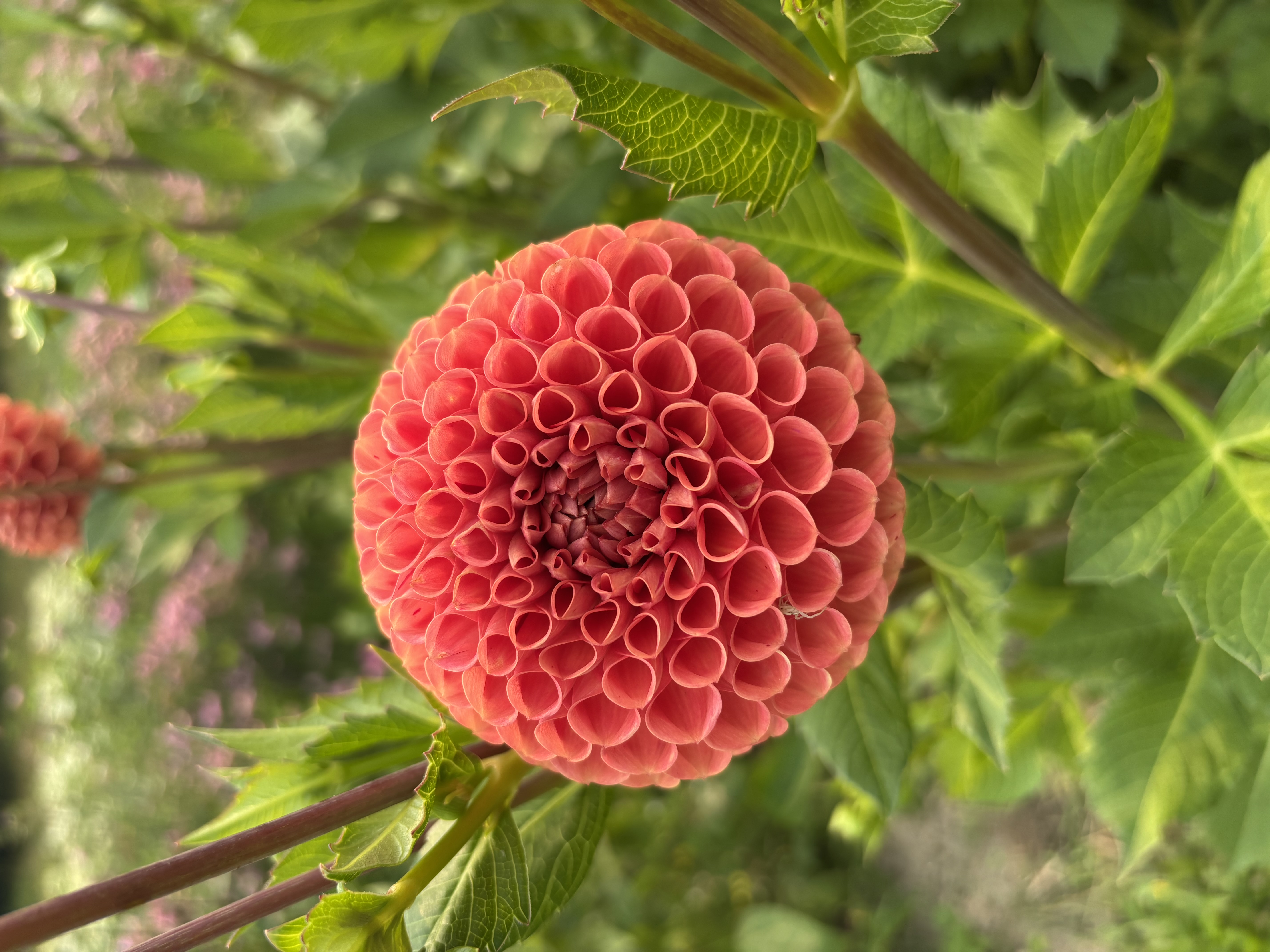DAHLIA Cornel Bronze