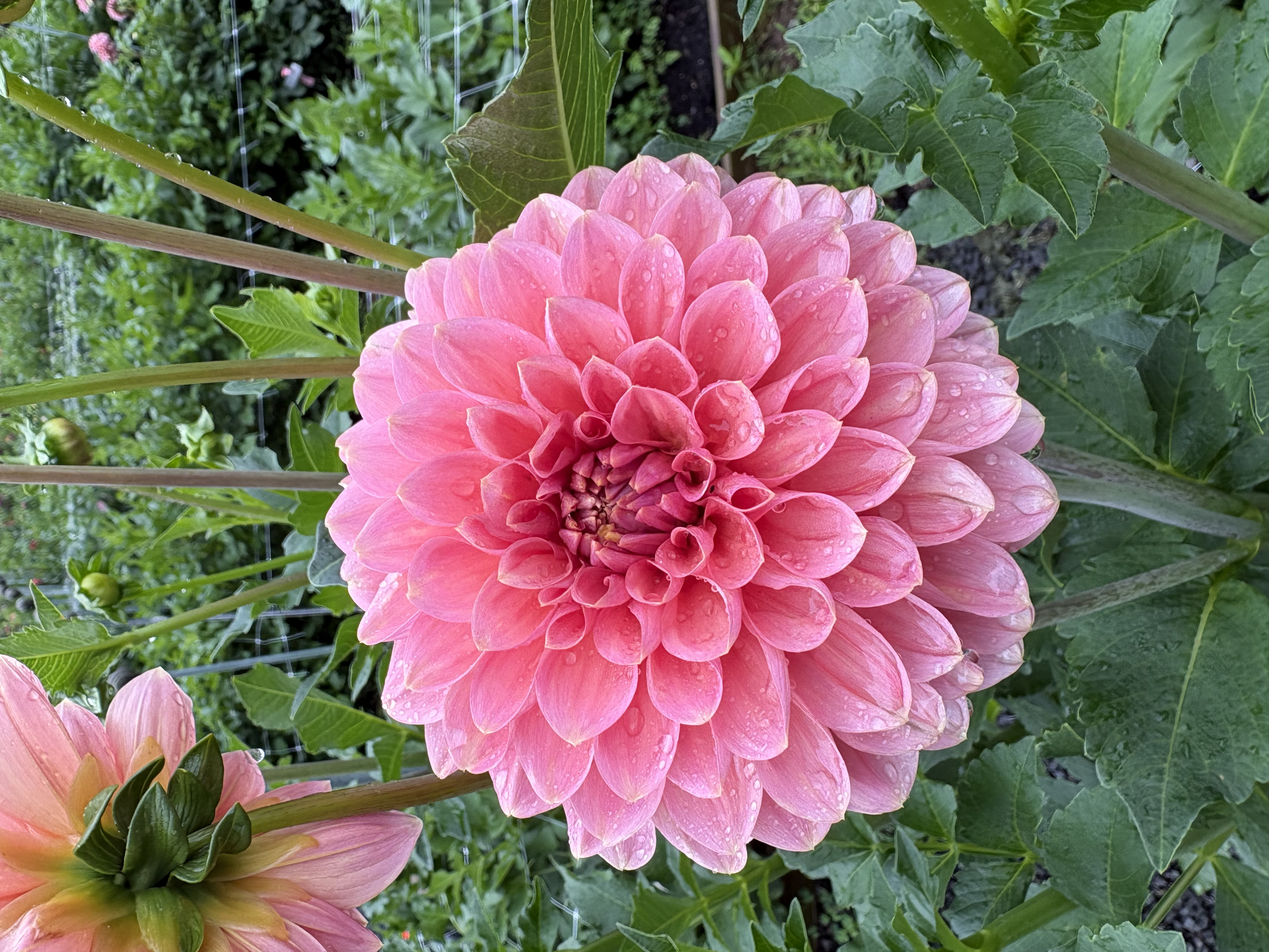 DAHLIA Askwith Minnie