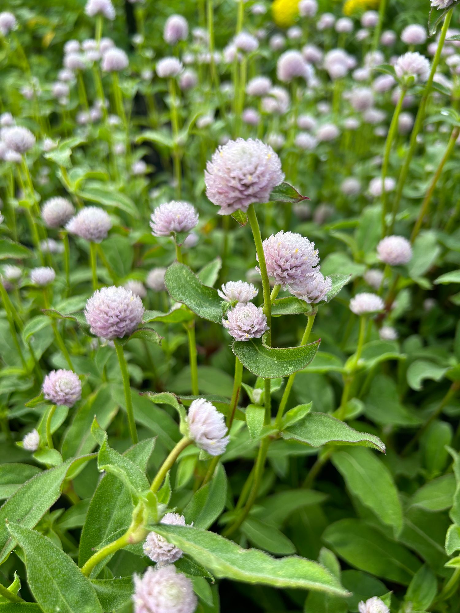 GOMPHRENA globosa QIS